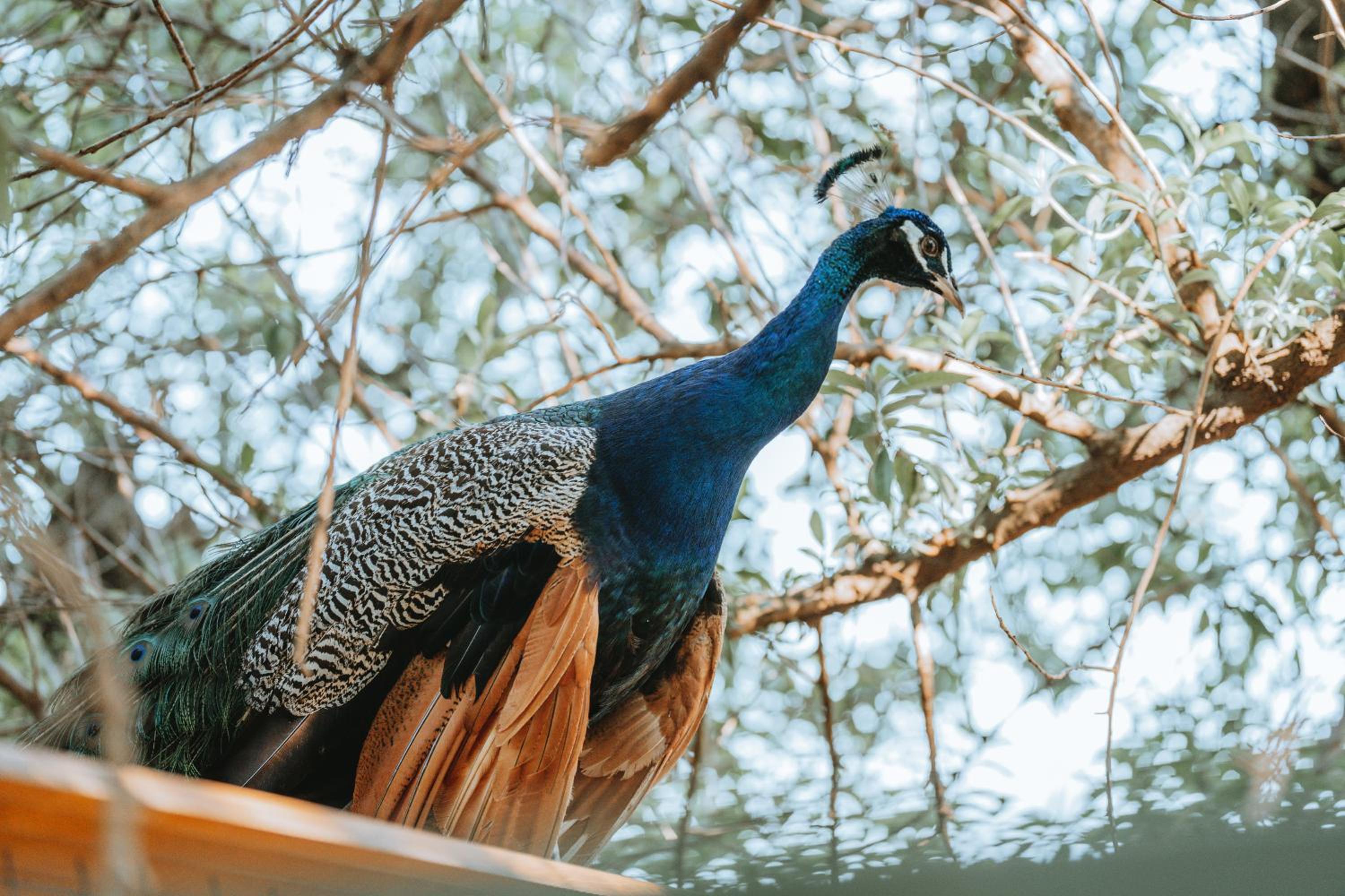 La Santina Posada de Campo & Eventos