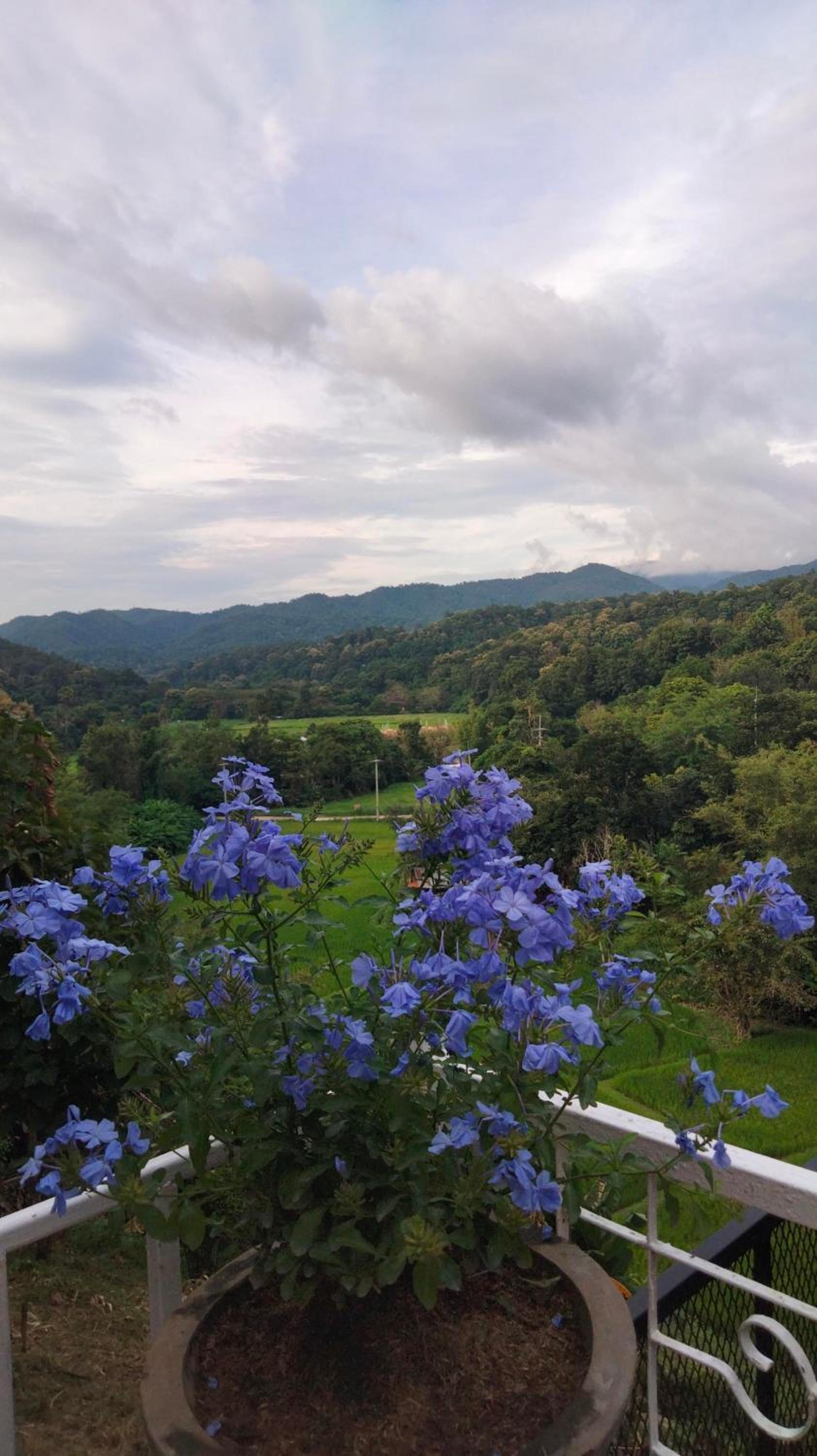 Balmy Hideout Cafe & Homestay