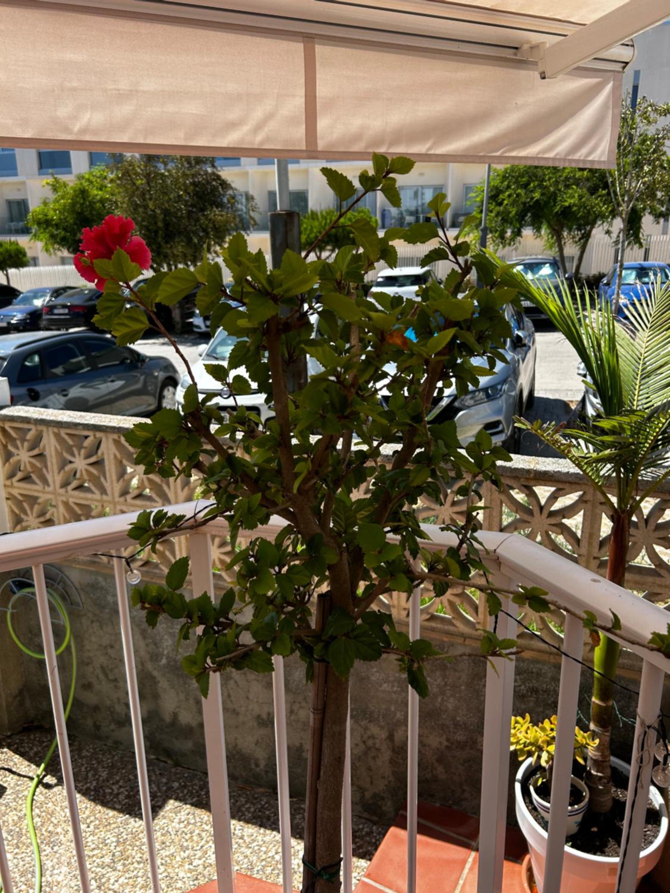 Apartamento junto al mar ROQUEO NICOLAS