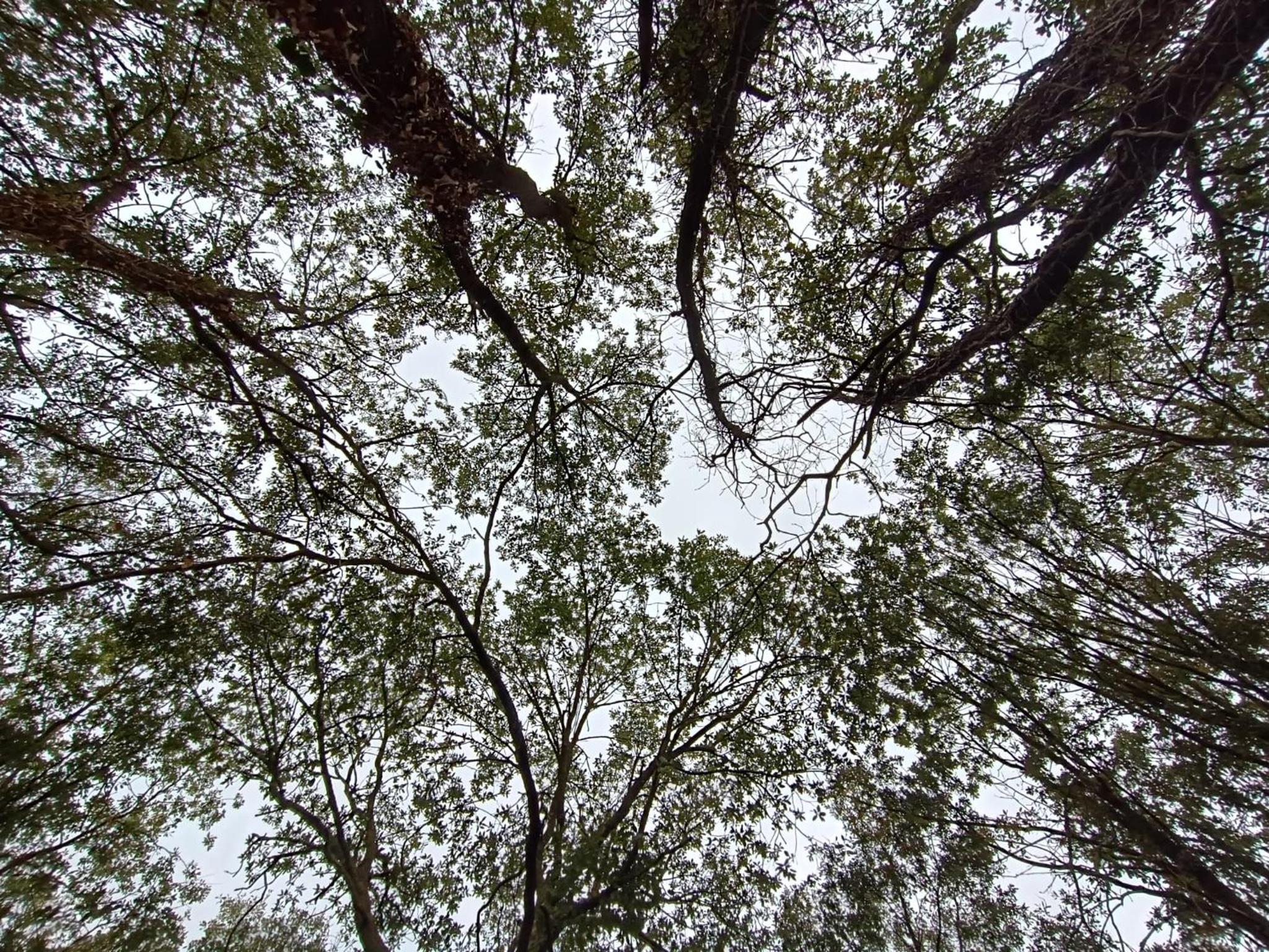Masia El Bosquet