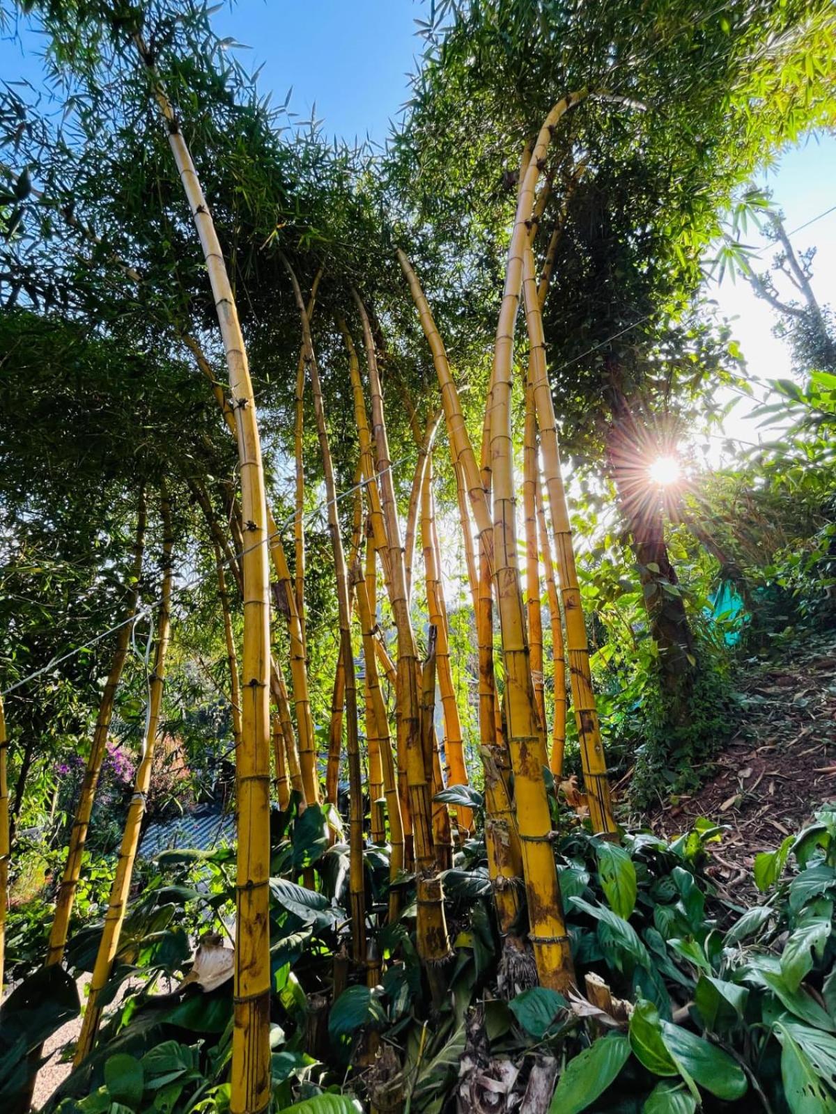 Lush Acres