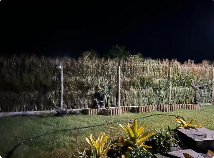 Coisa linda caraiva