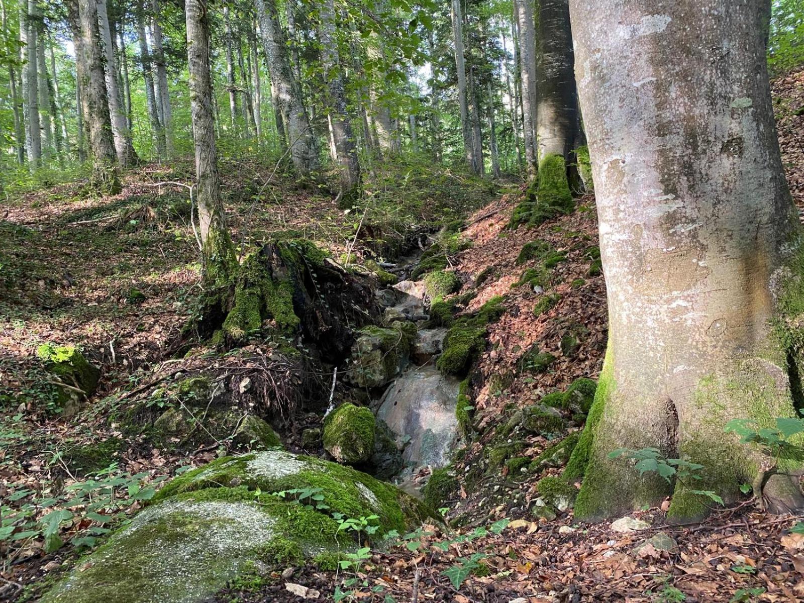 Haus Vogl - Fewo mit priv. Sauna und traumhaften Salzwasser-Pool