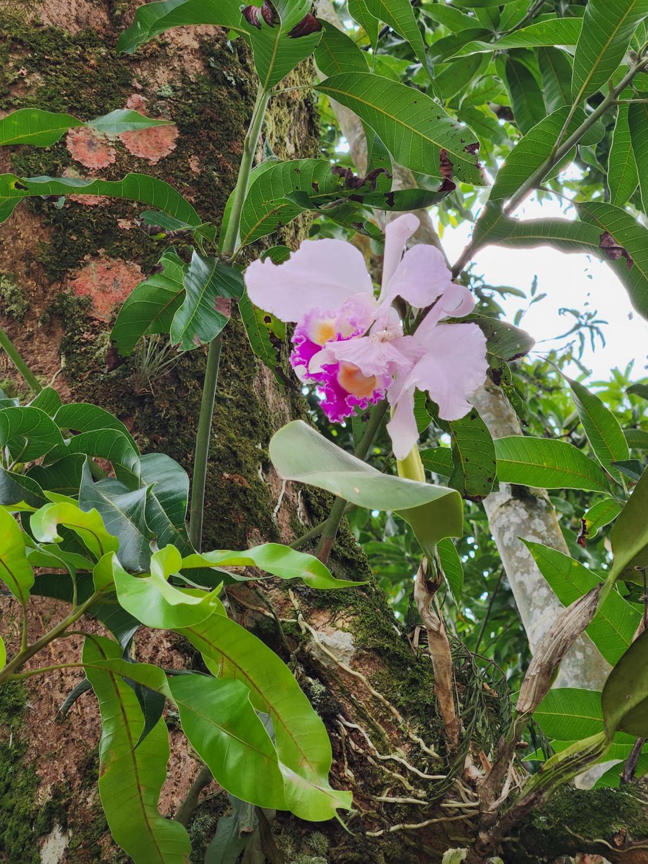 Ecomariposa