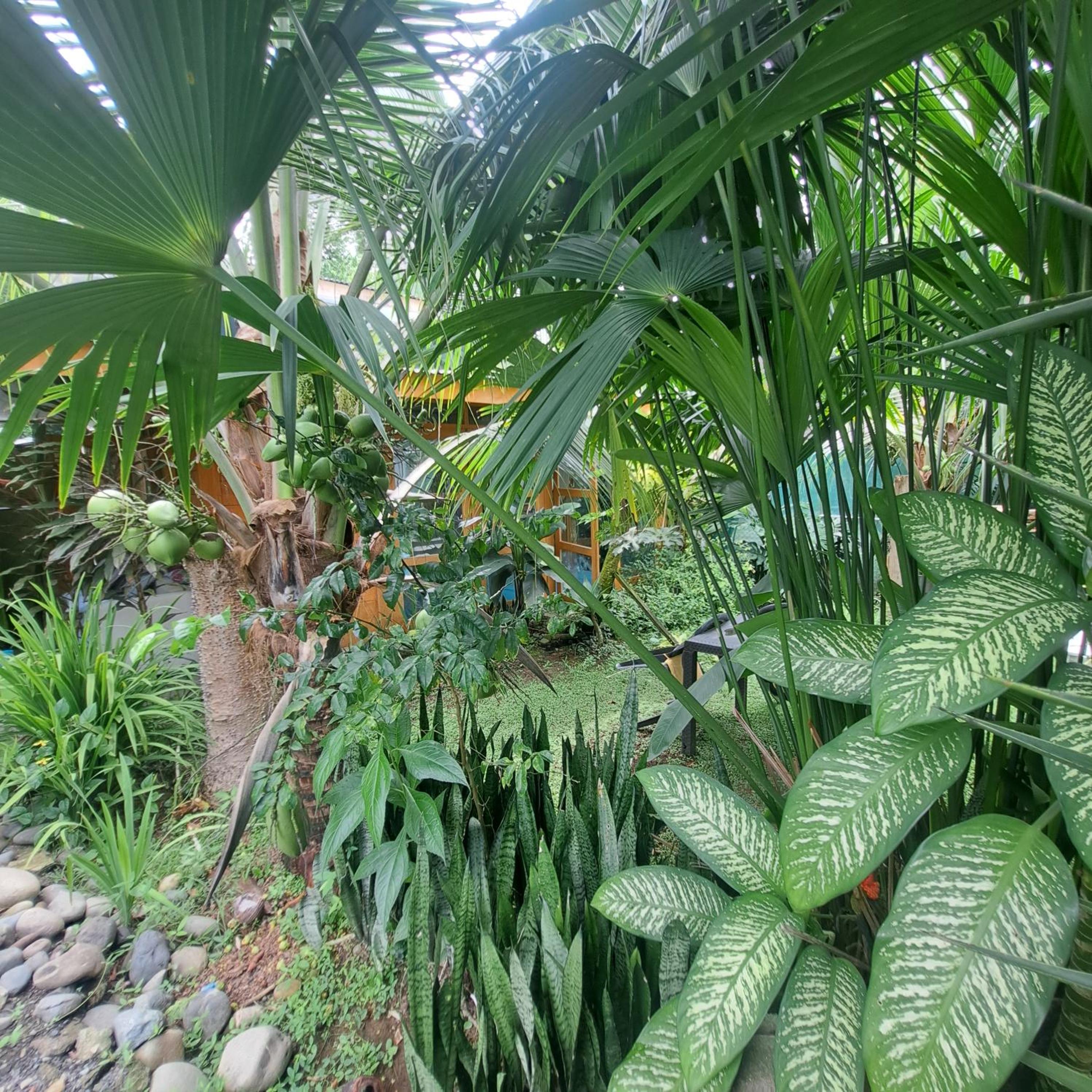 Papaya Paradise