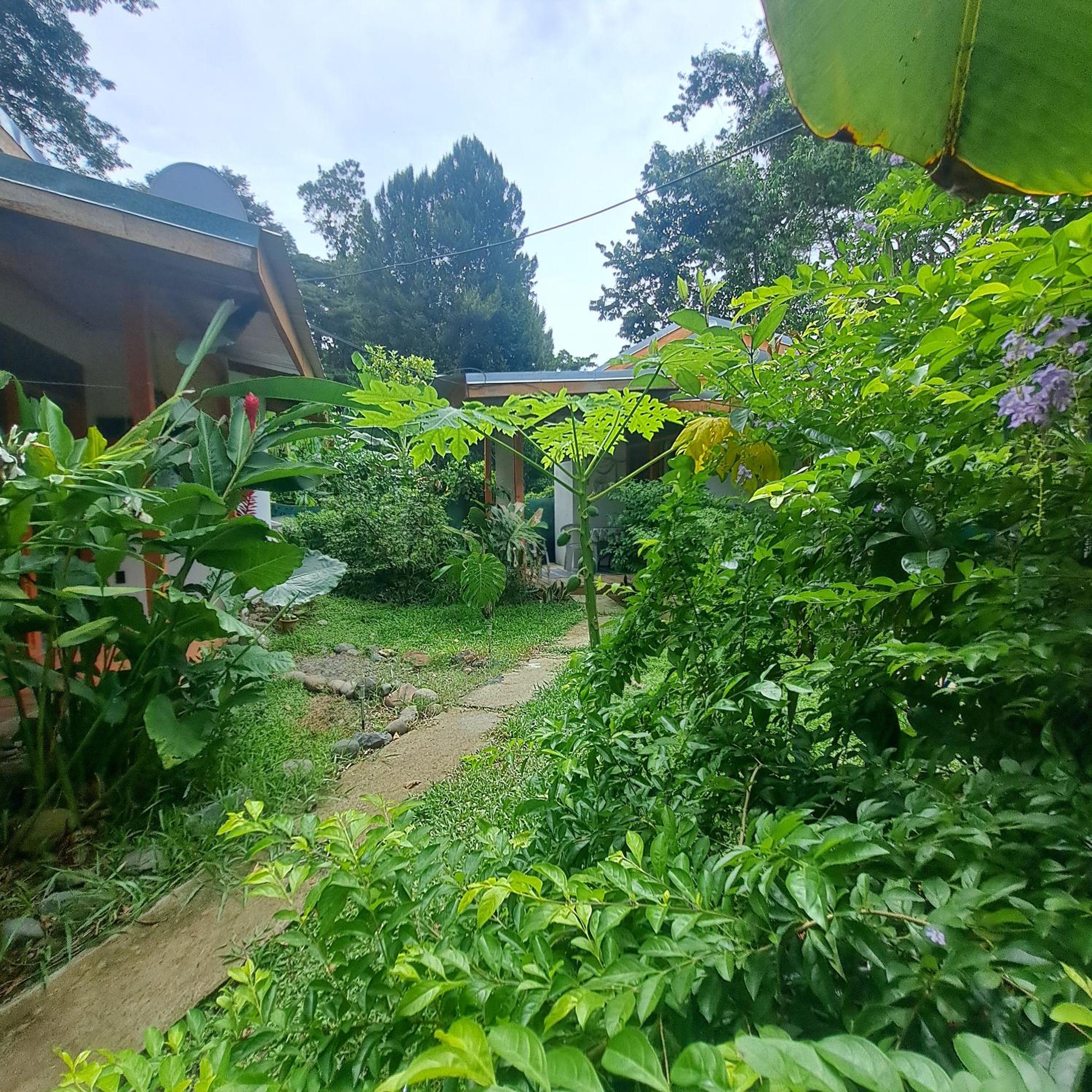 Papaya Paradise