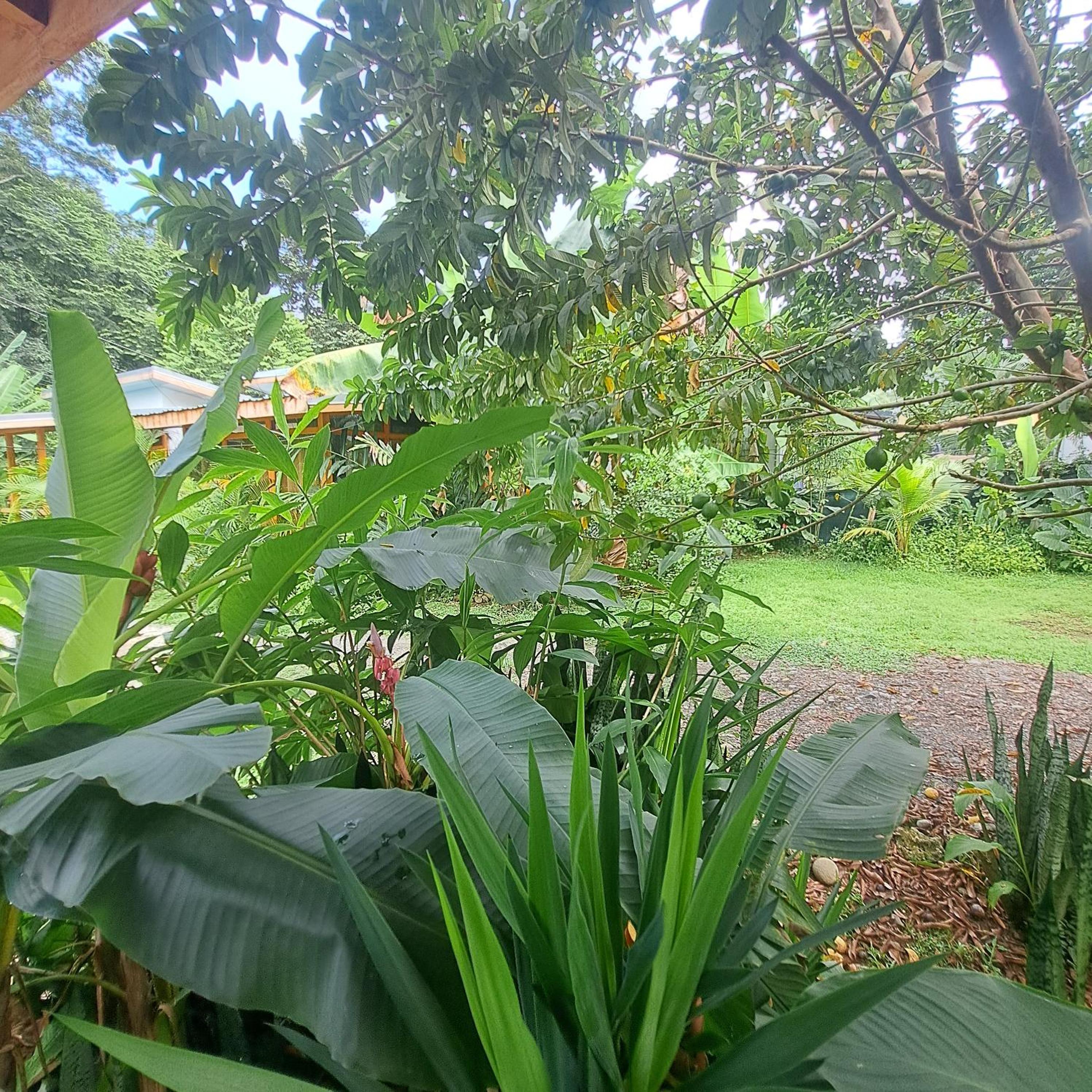 Papaya Paradise