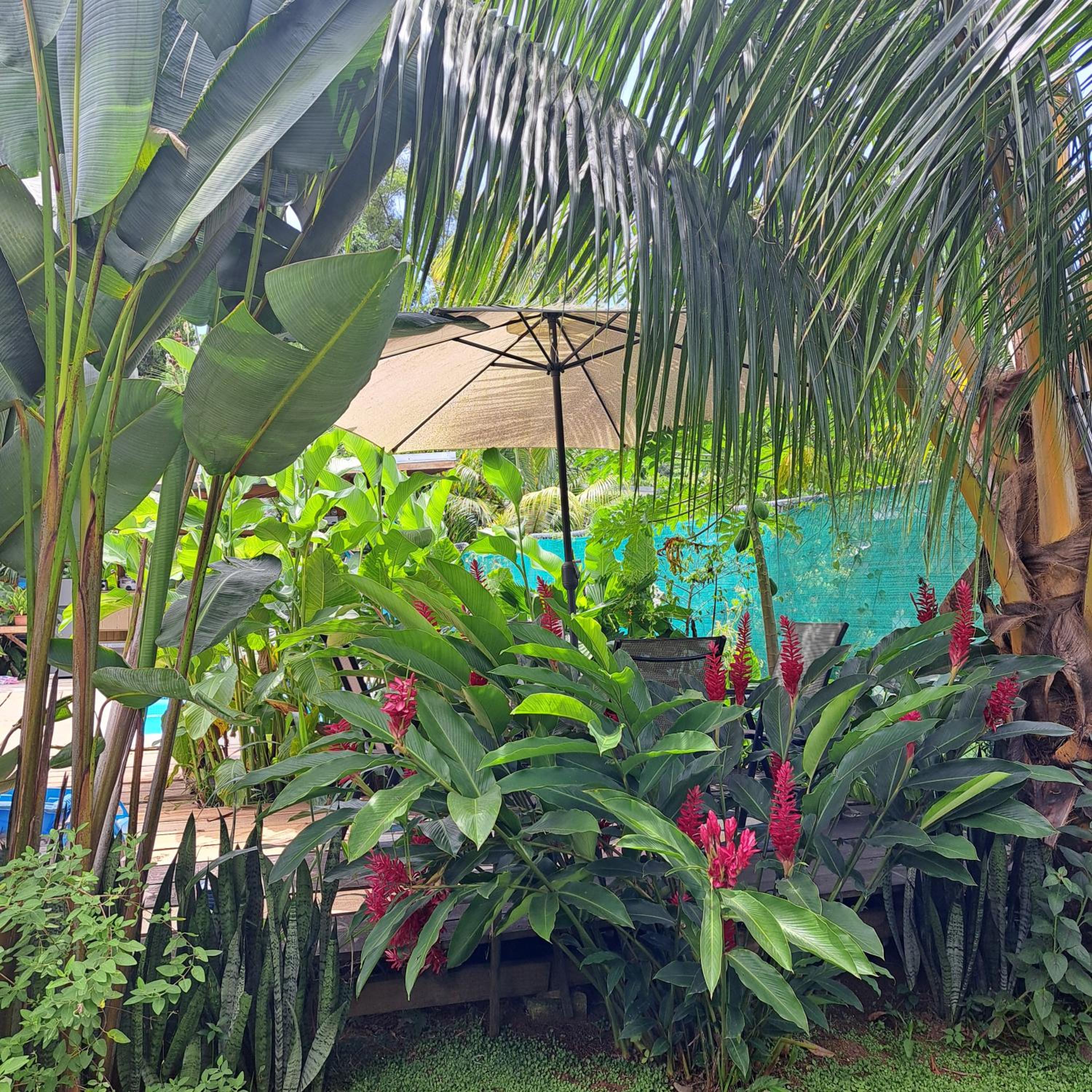 Papaya Paradise