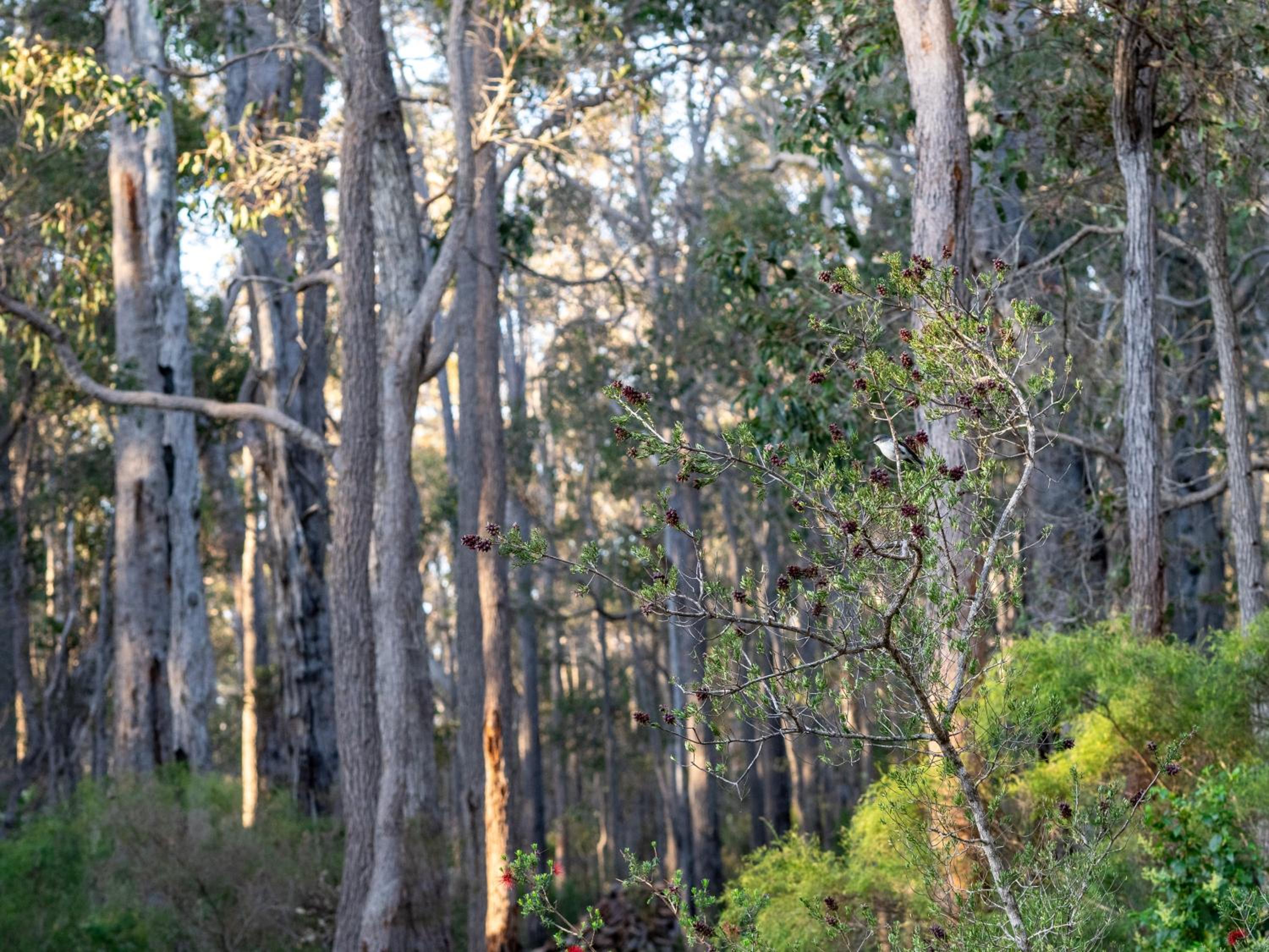 Jarrah Grove Forest Retreat - Adults Only Luxury Chalet
