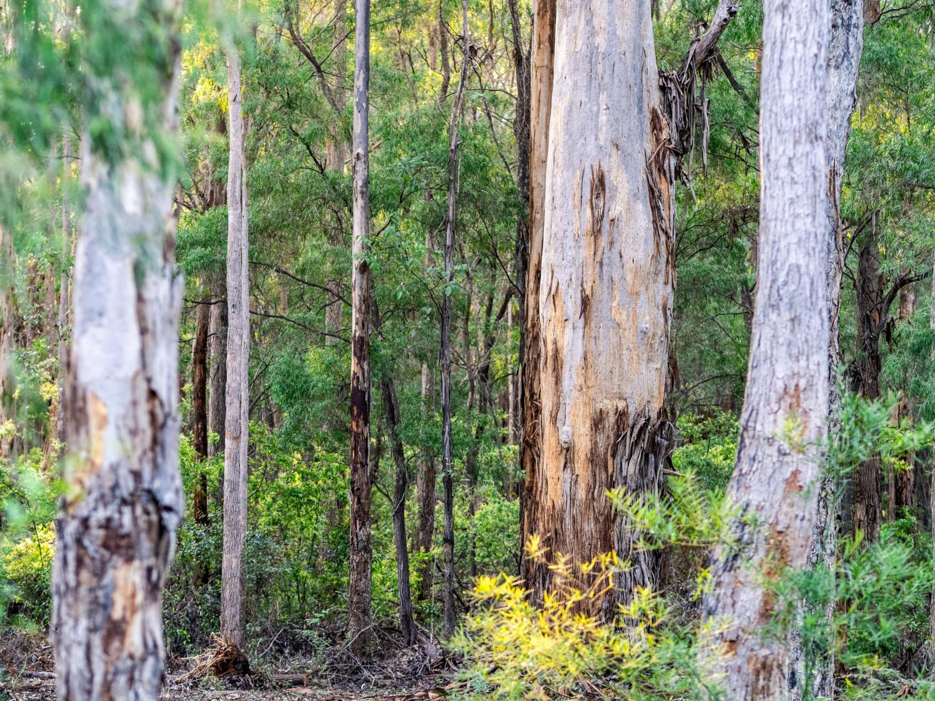 Jarrah Grove Forest Retreat - Adults Only Luxury Chalet
