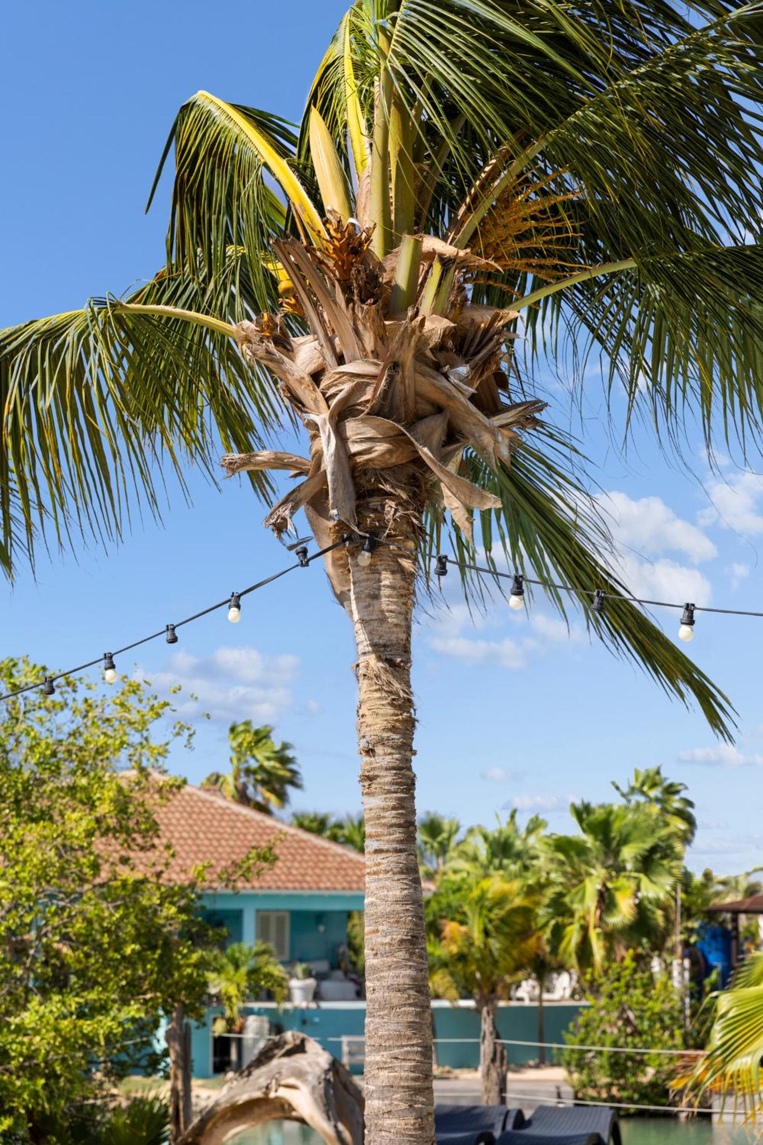 Caribbean Lofts Bonaire
