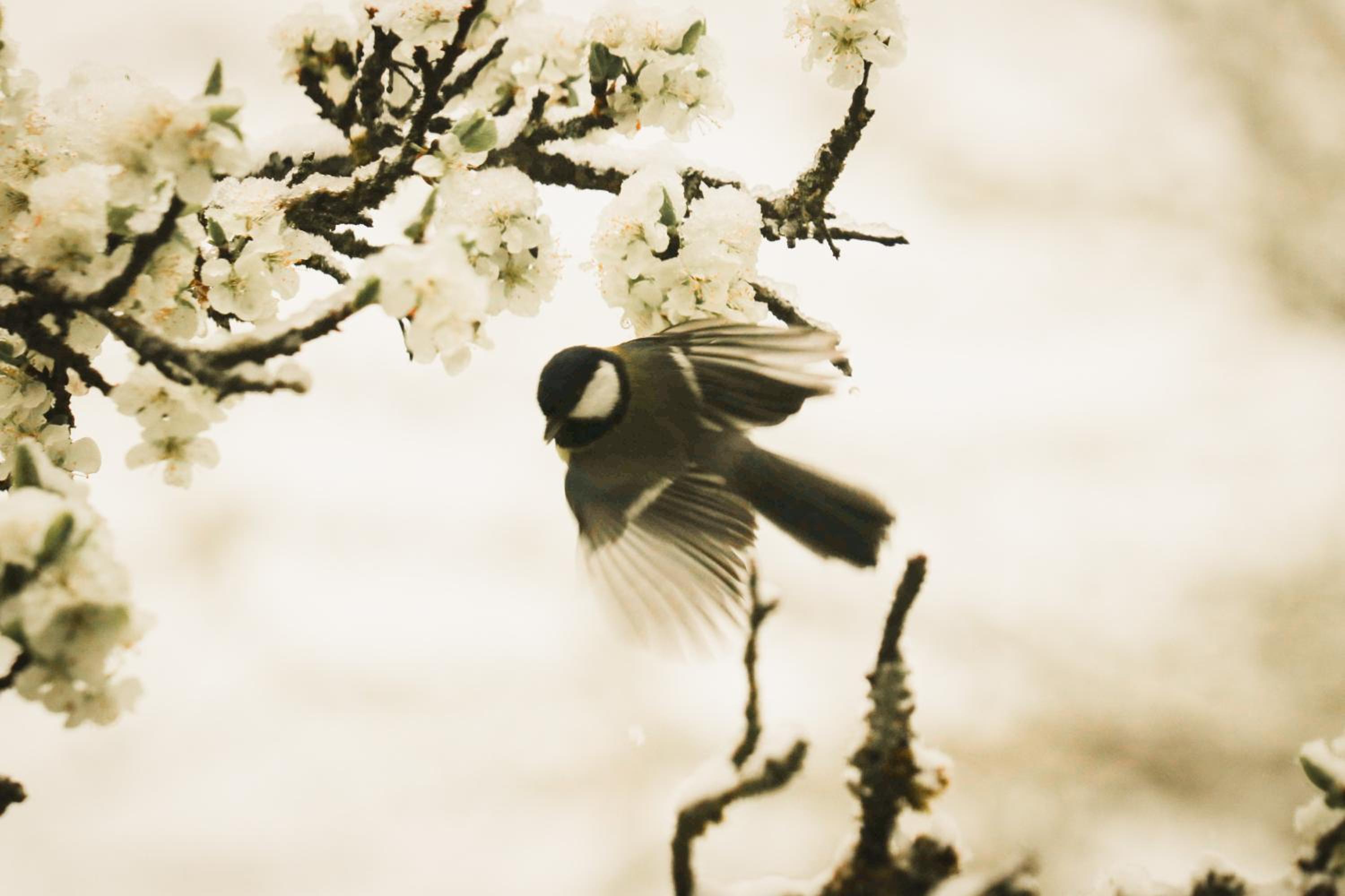 Cuckoos' Nest