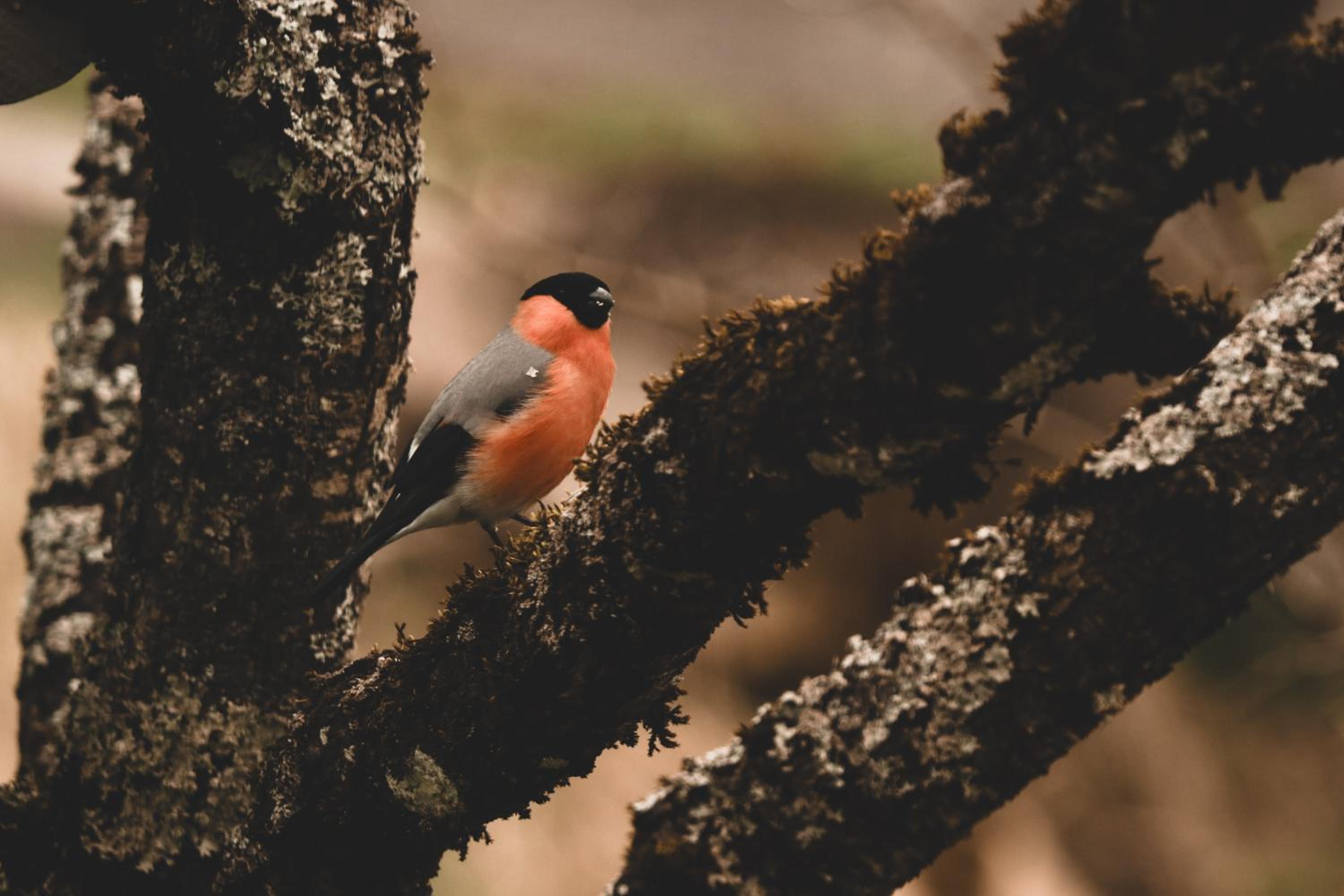 Cuckoos' Nest