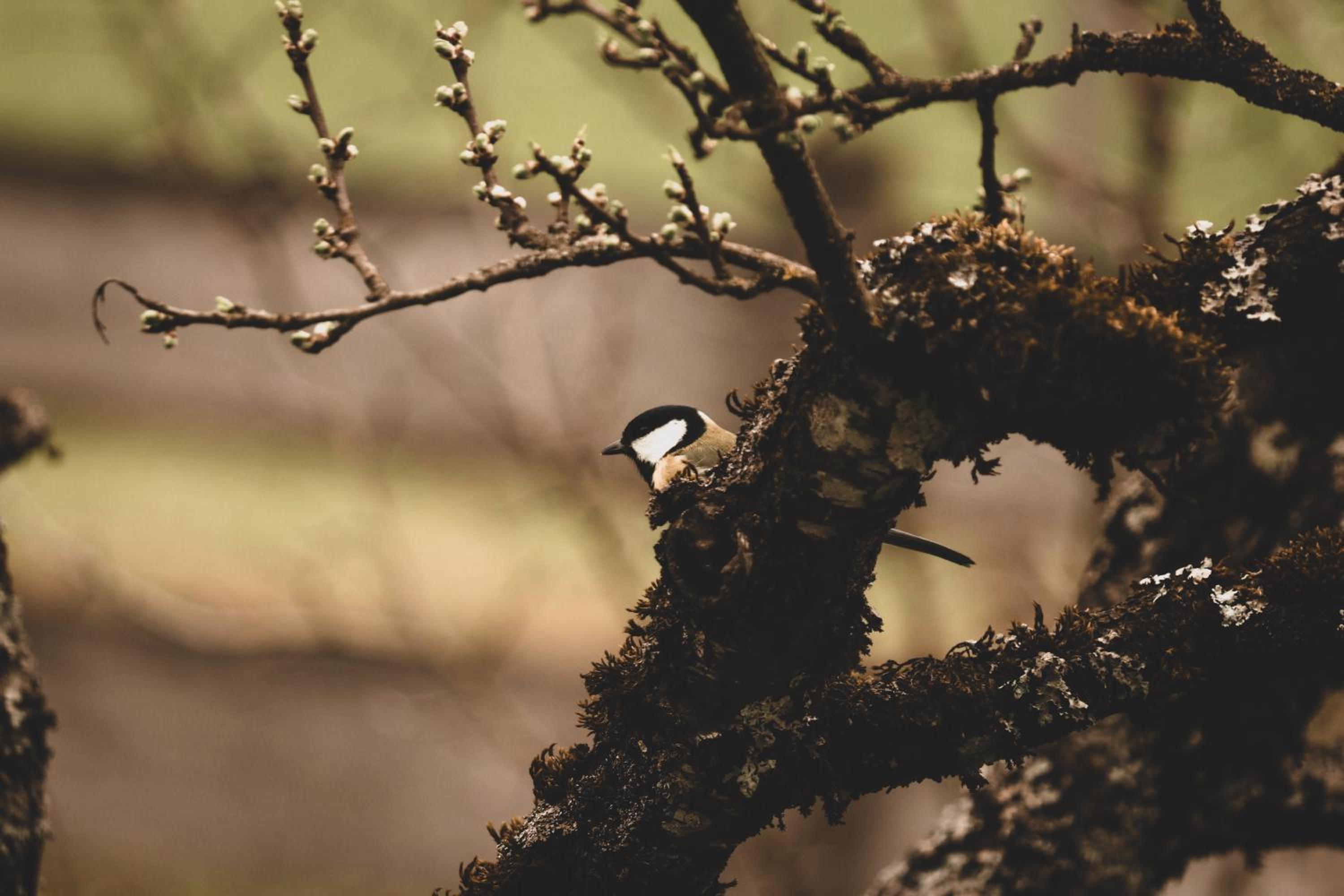 Cuckoos' Nest