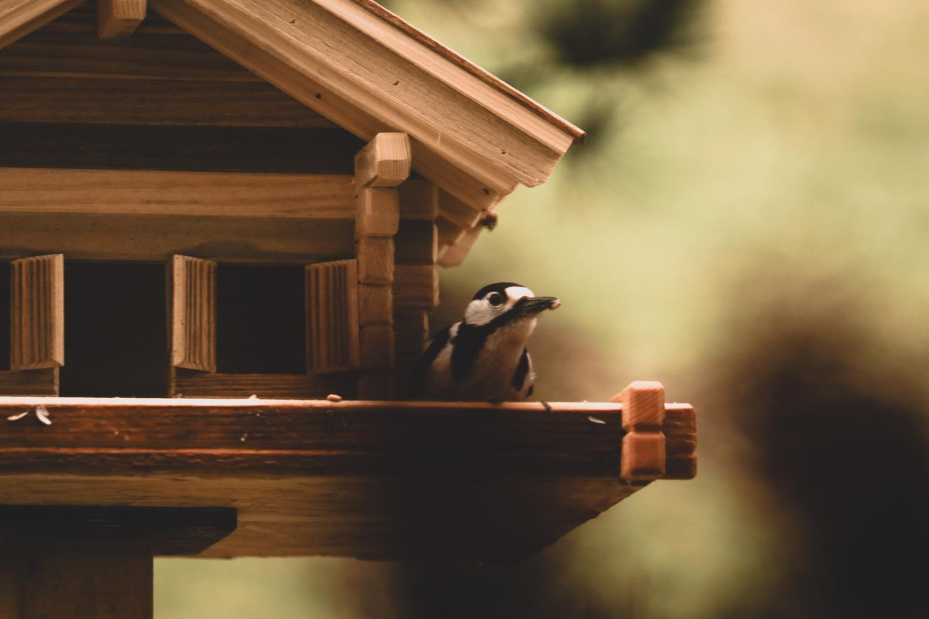 Cuckoos' Nest