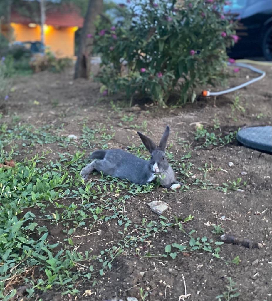 Houdini Vendégház