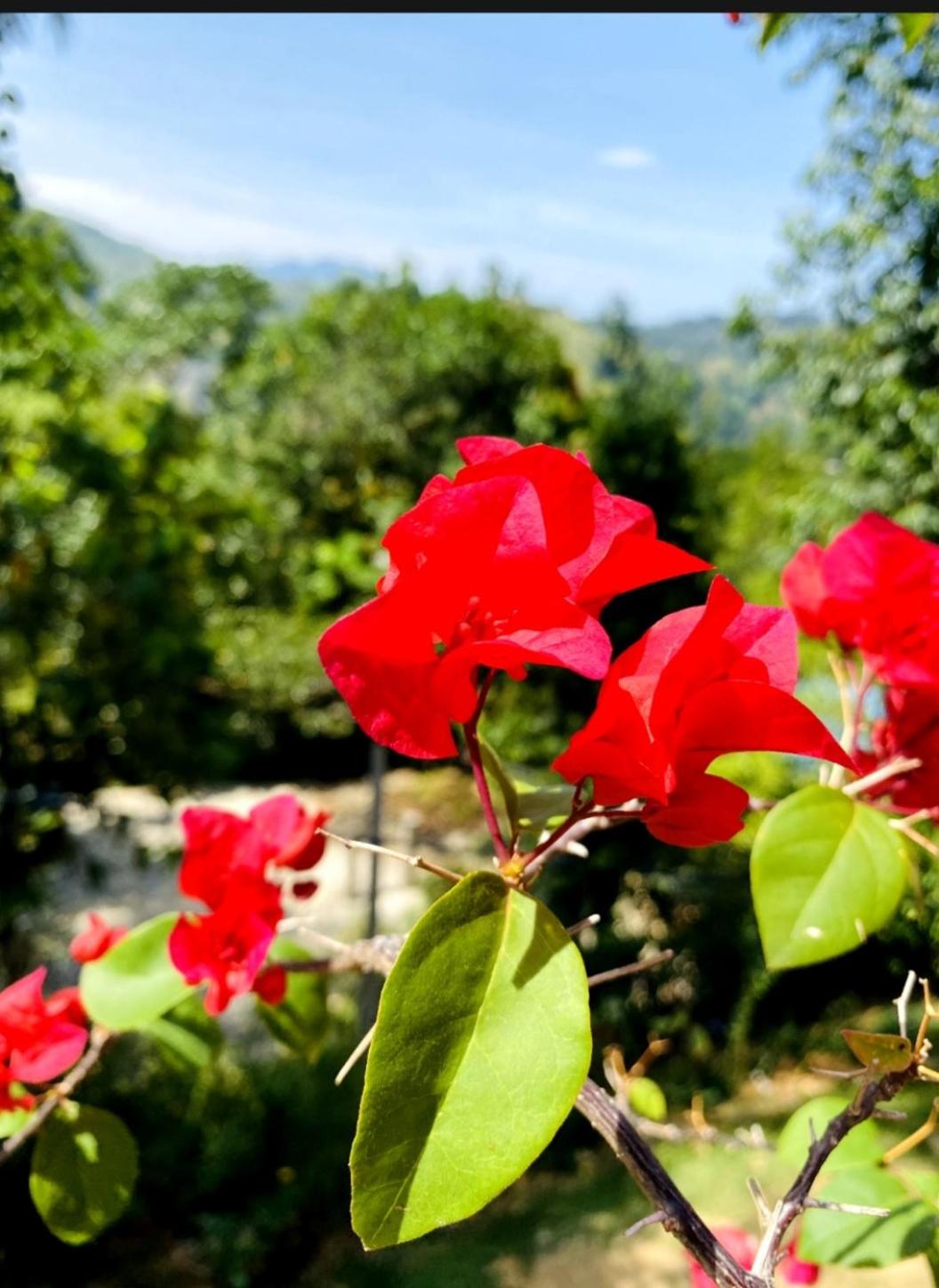 Blissful Haven