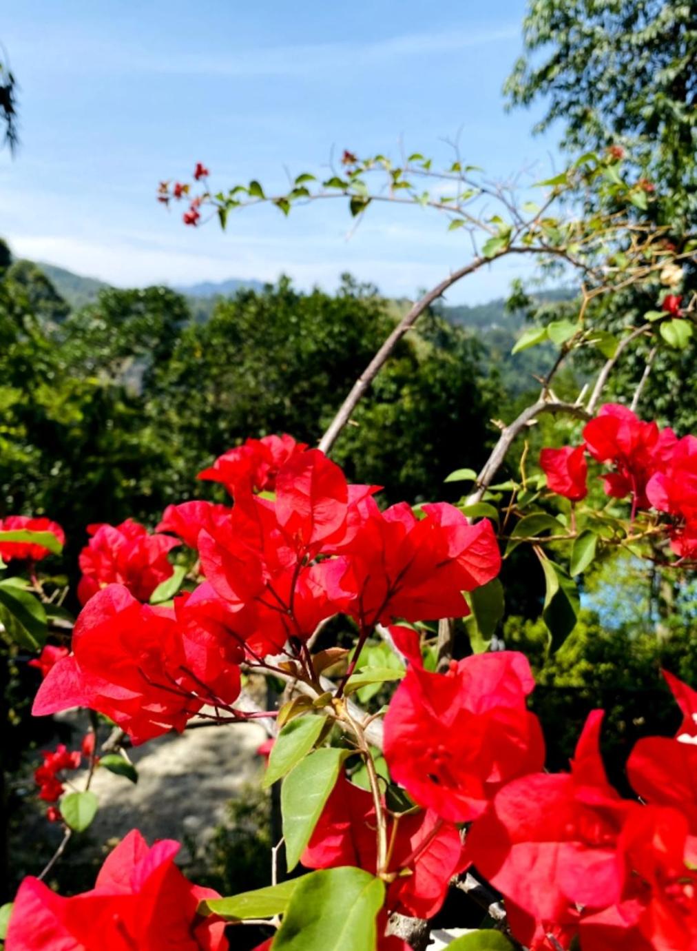 Blissful Haven