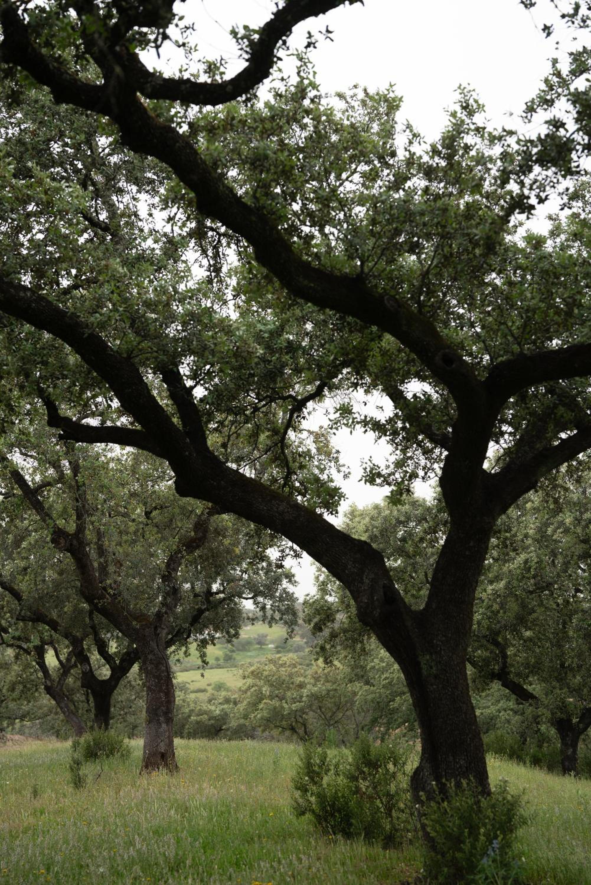 Origen Andévalo Alma y paisaje