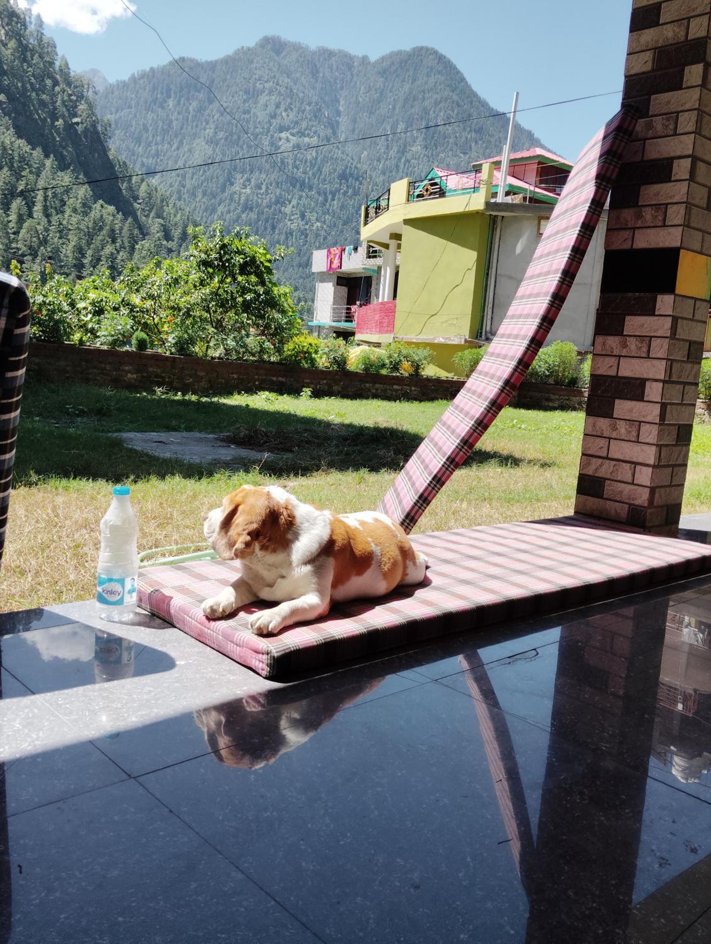 Dog n Hill view 3