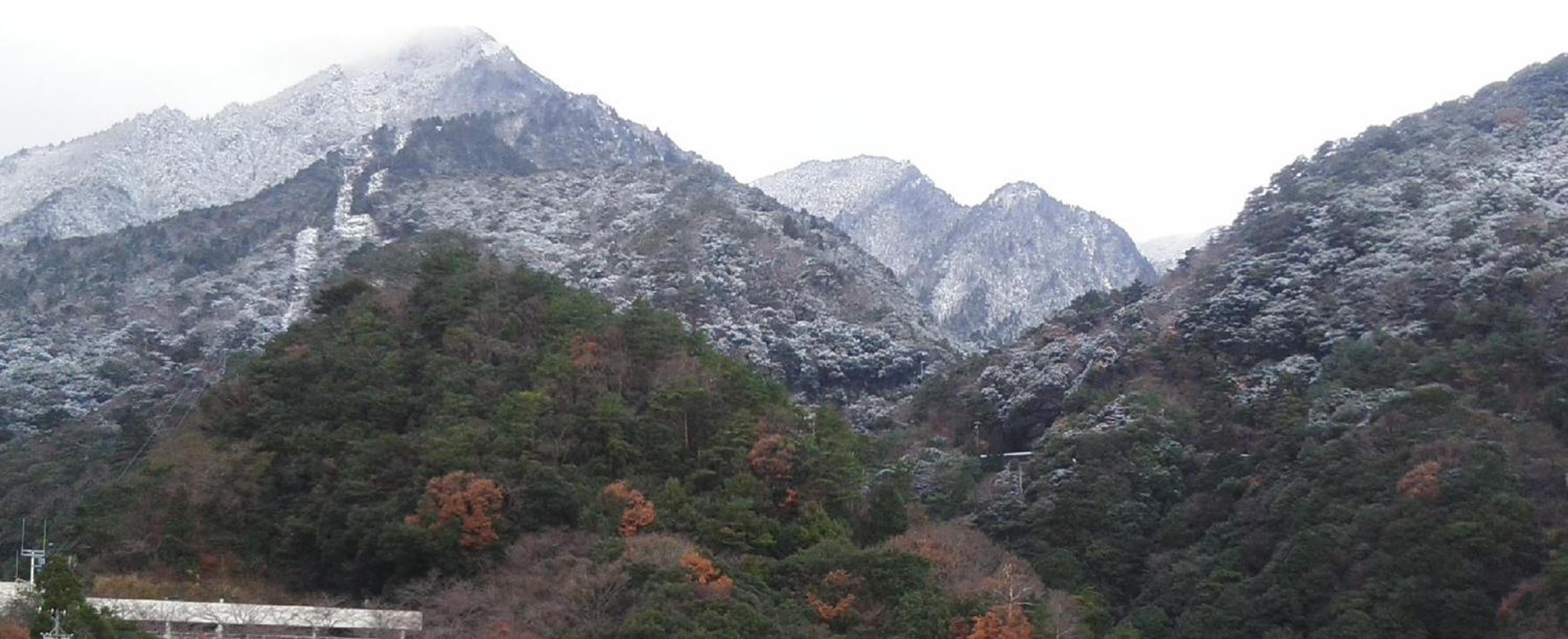 Irodori Koyo