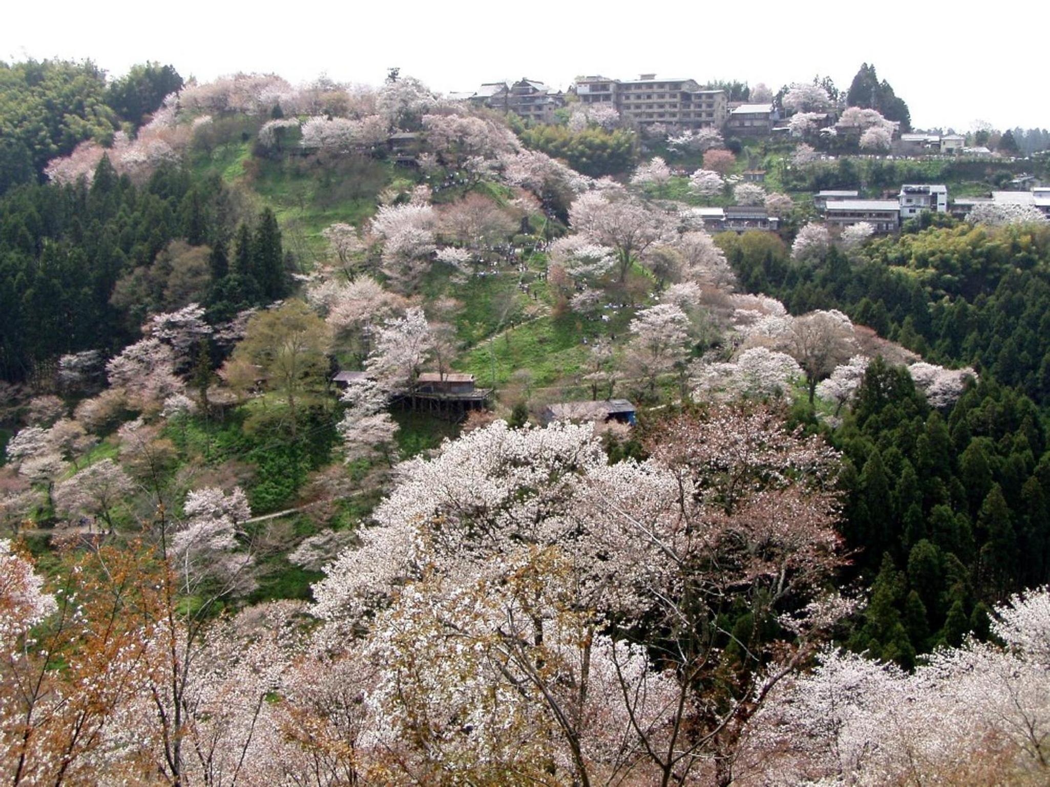 Hounkan