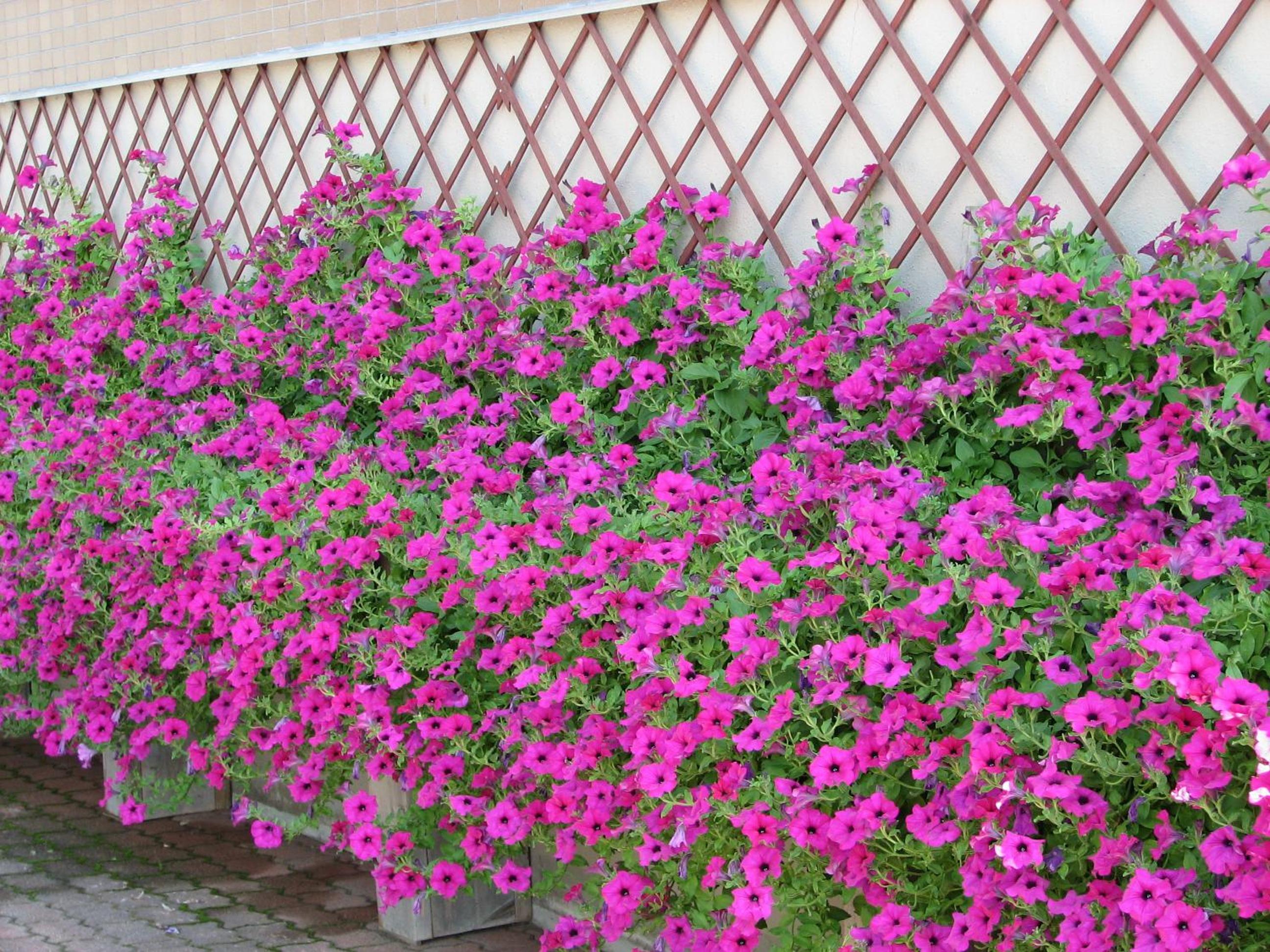 Hakuba Glad Inn Ebisuya