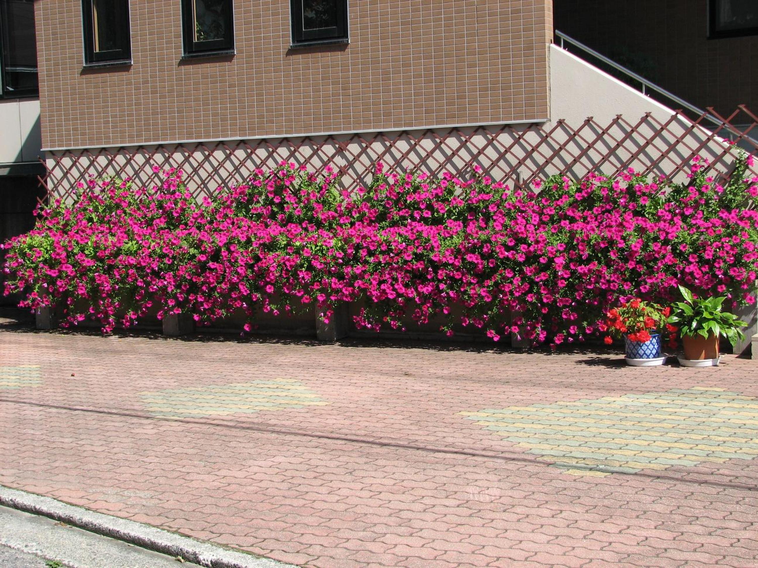 Hakuba Glad Inn Ebisuya