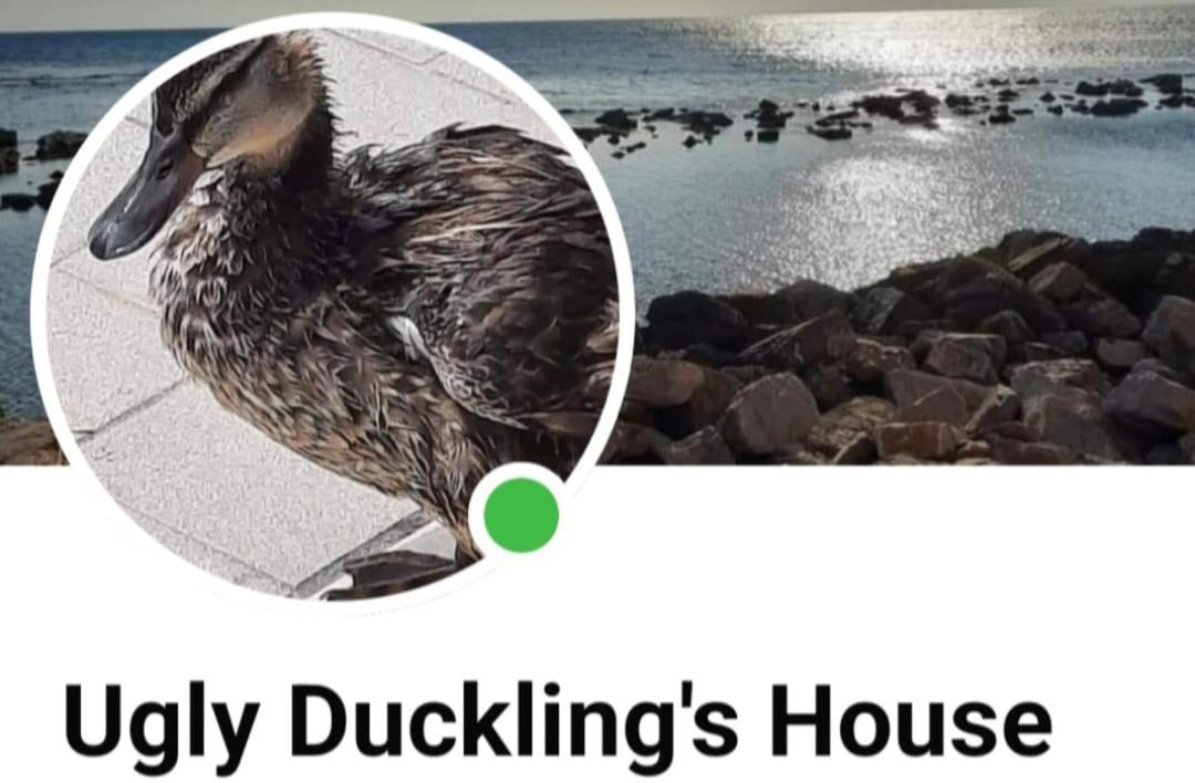 Ugly Duckling's House view 2