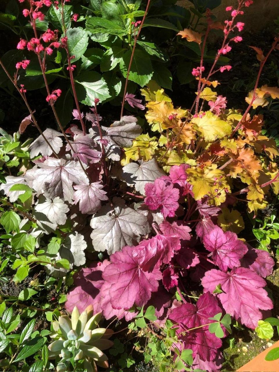 Rusciano Park Apartment photo 5