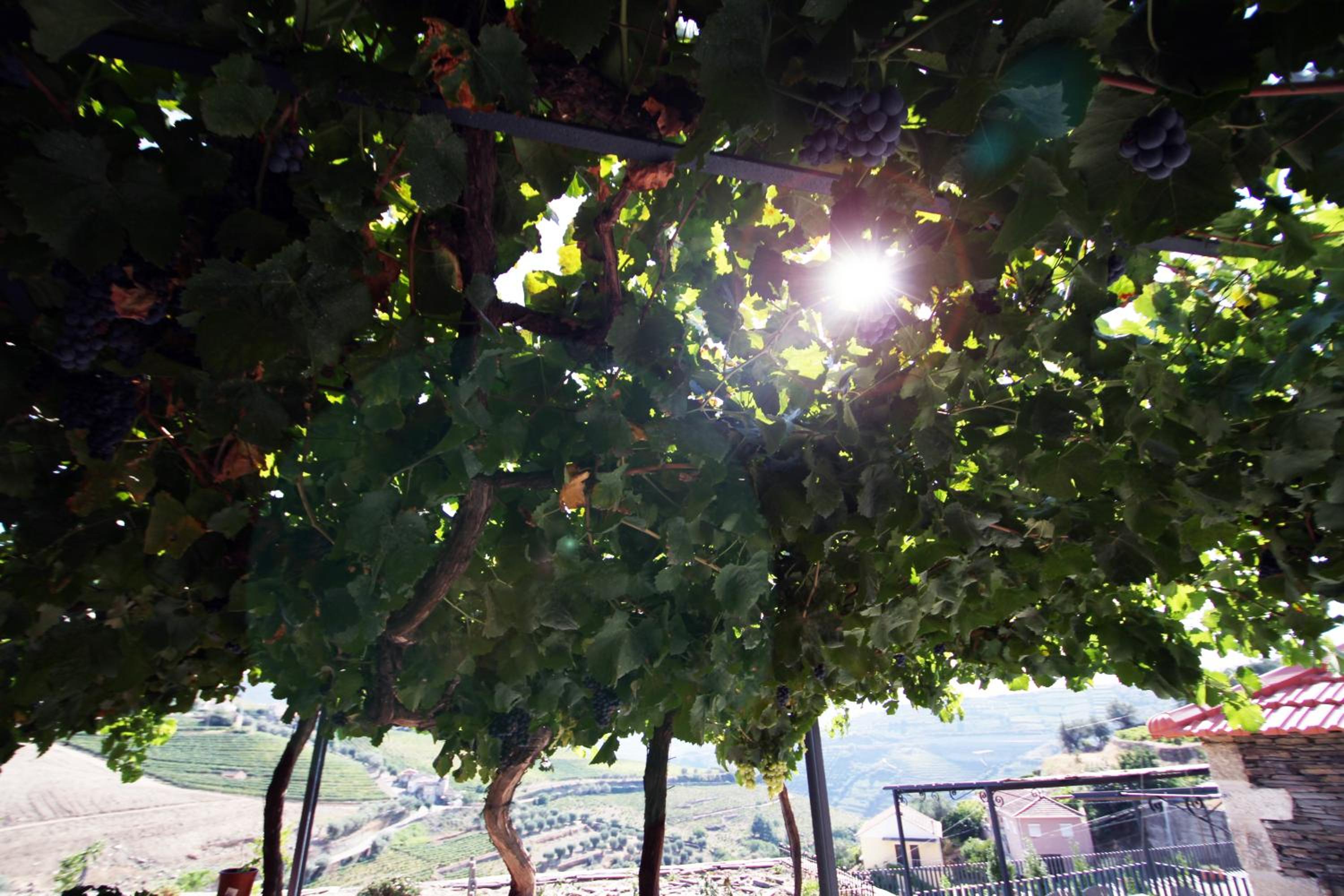 Quinta da Pitarrela