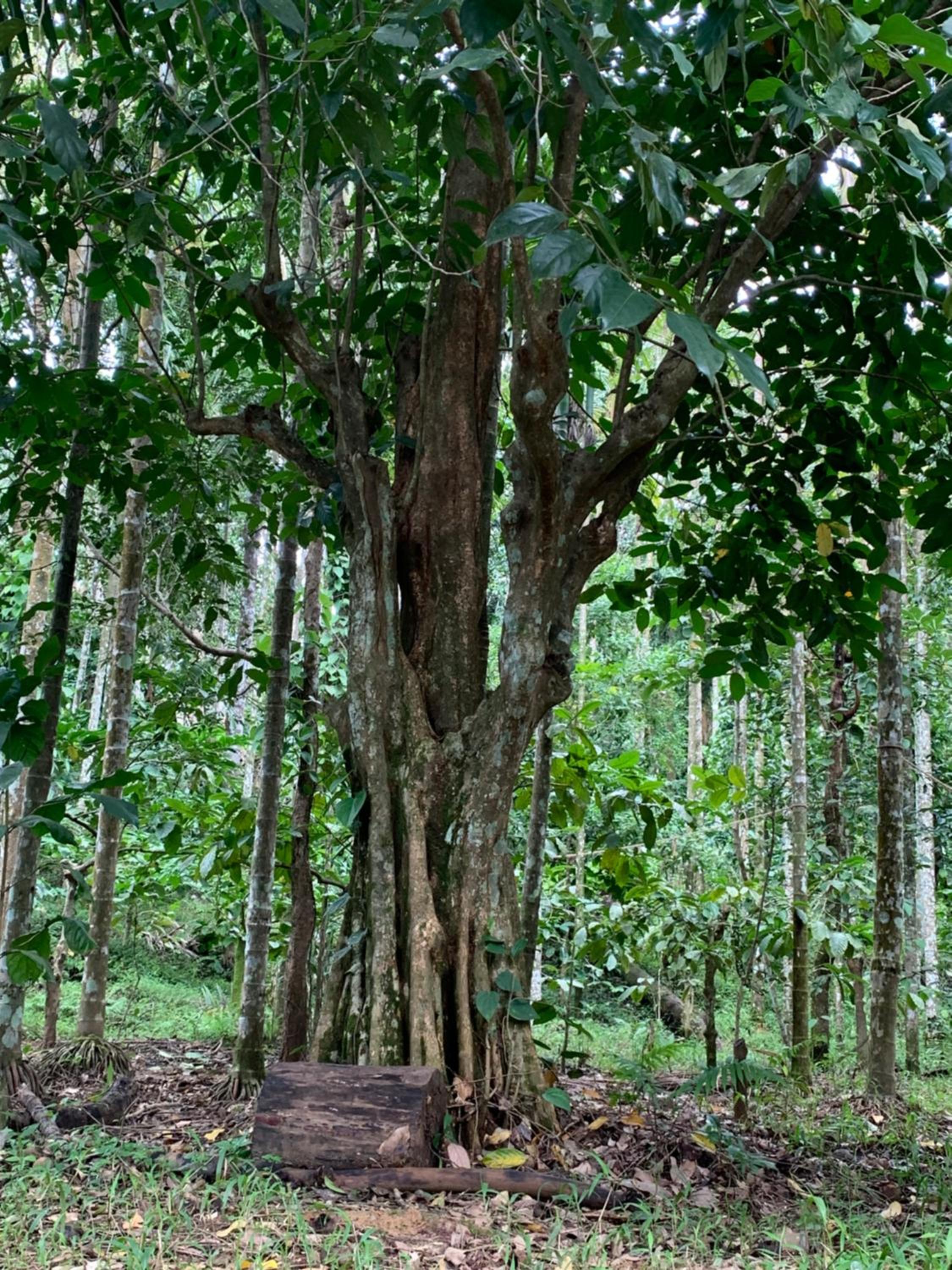 Cuppa Creek Homestay