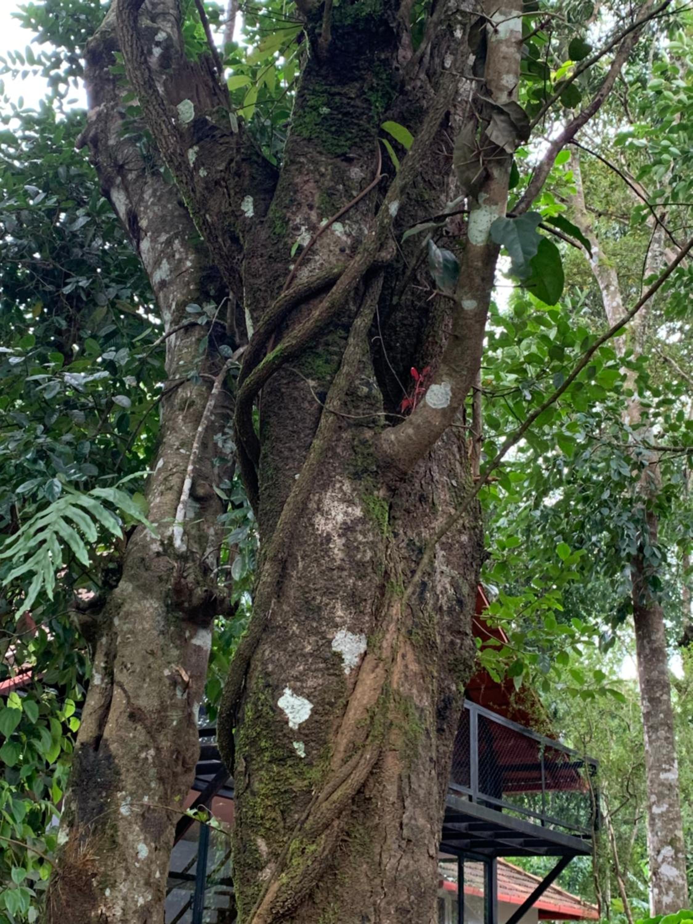 Cuppa Creek Homestay