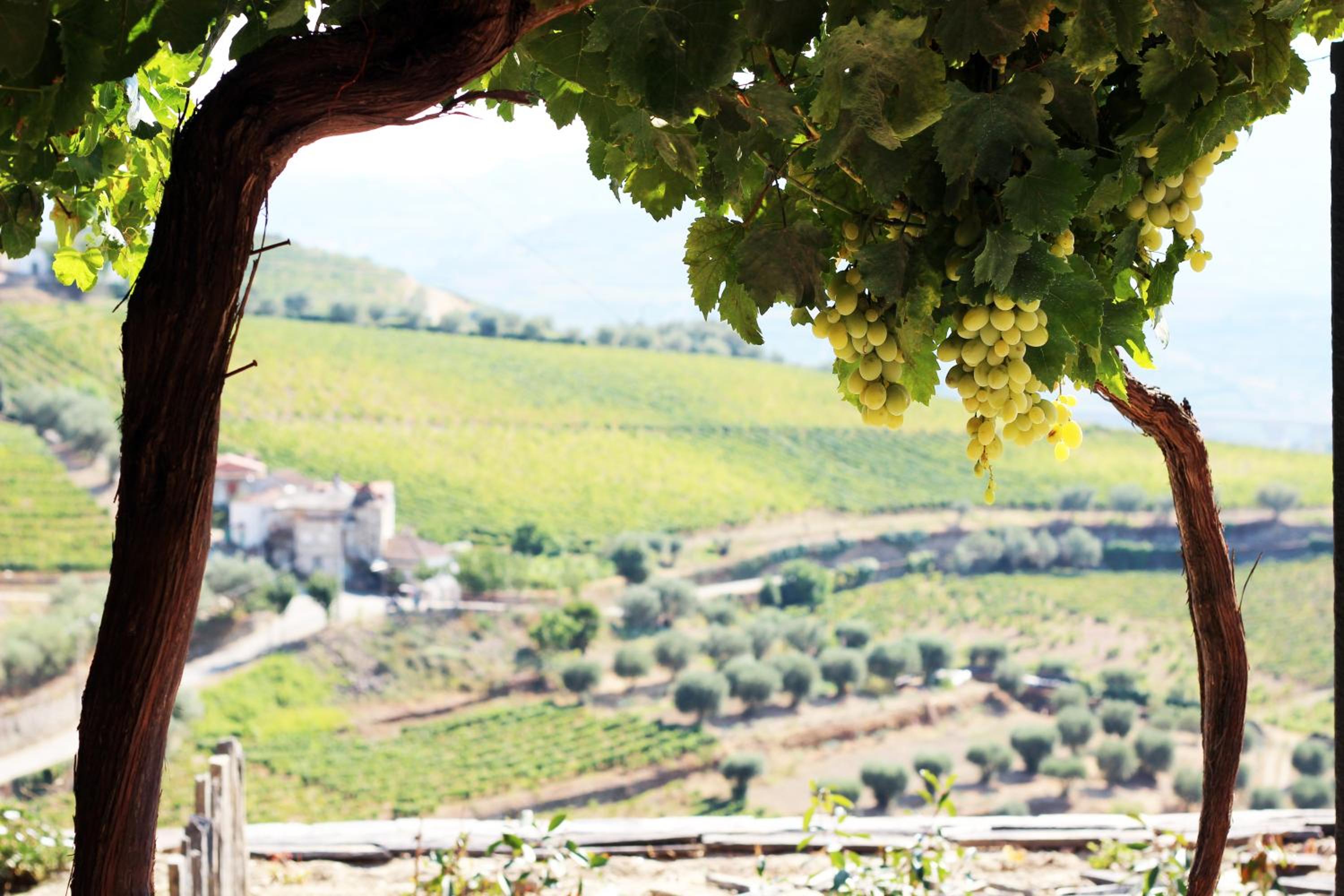 Quinta da Pitarrela