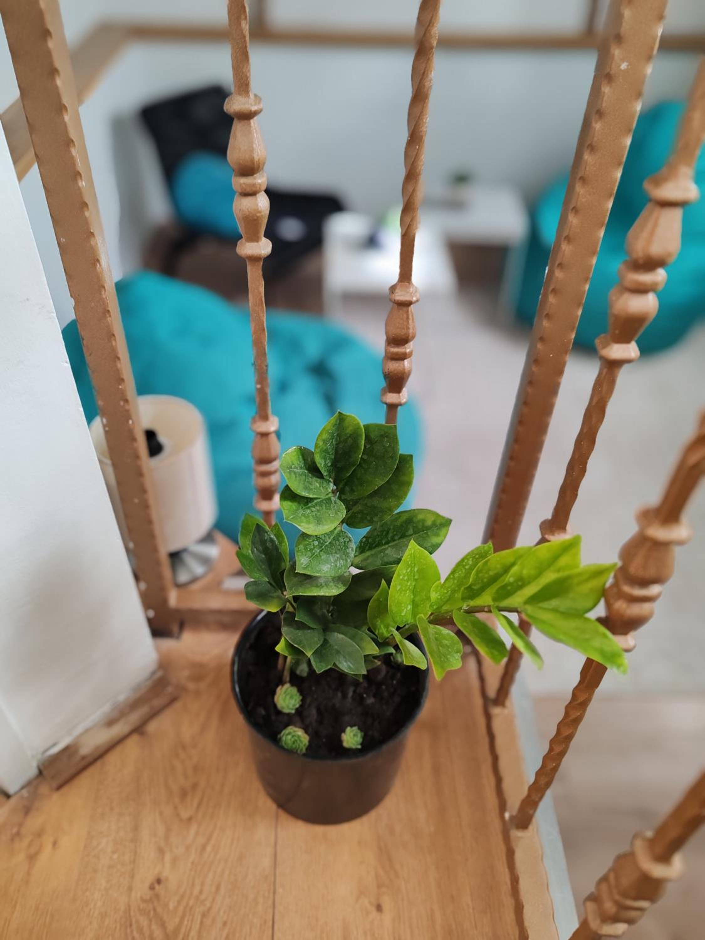 Apartman Citadela