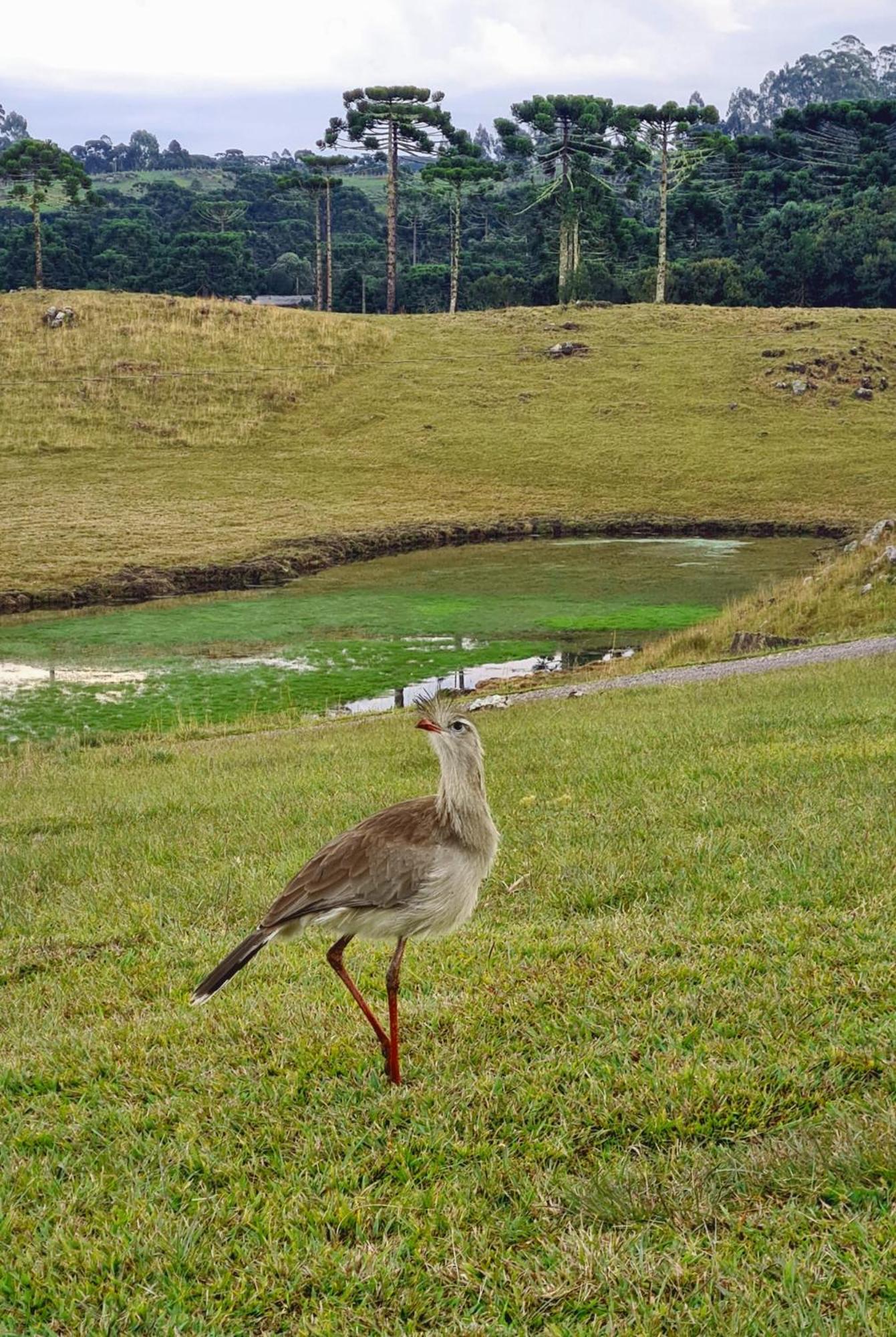 Brumas Casa de Campo - Cambará do Sul