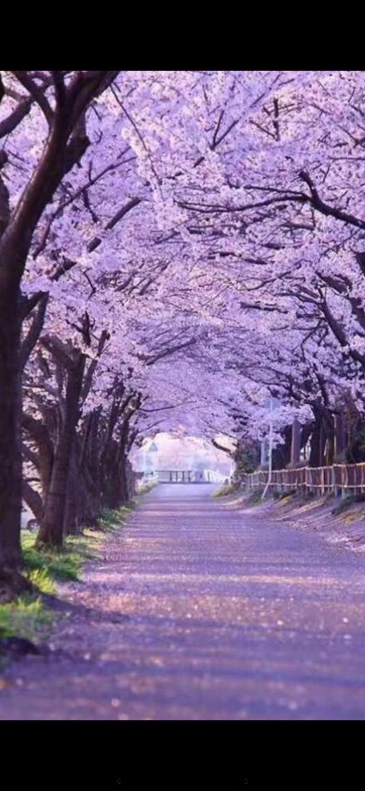 東京の港灣-Tokyo Harbor -28 square meter king size garden room103