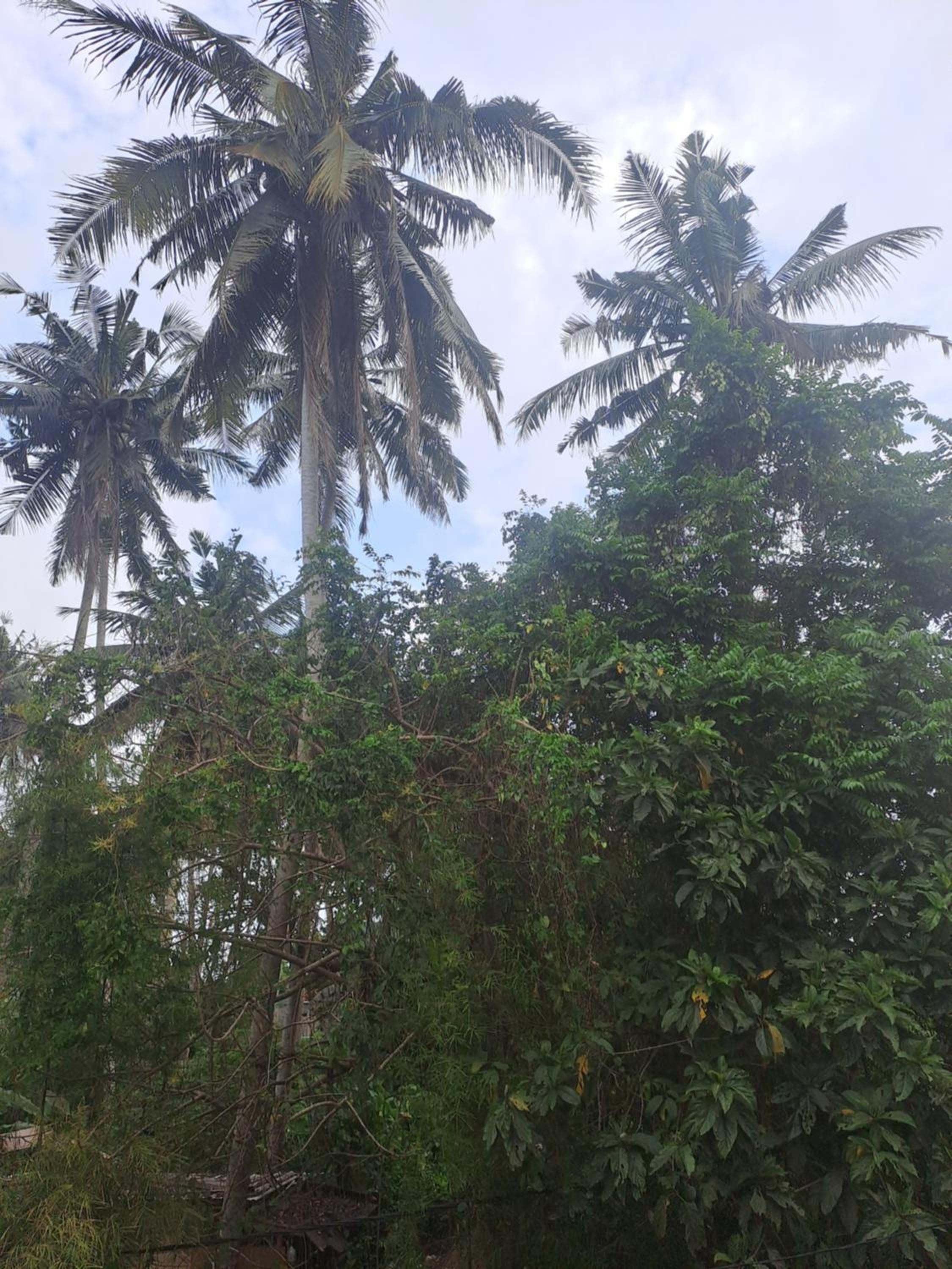 khadiravani manggala ubud view 2