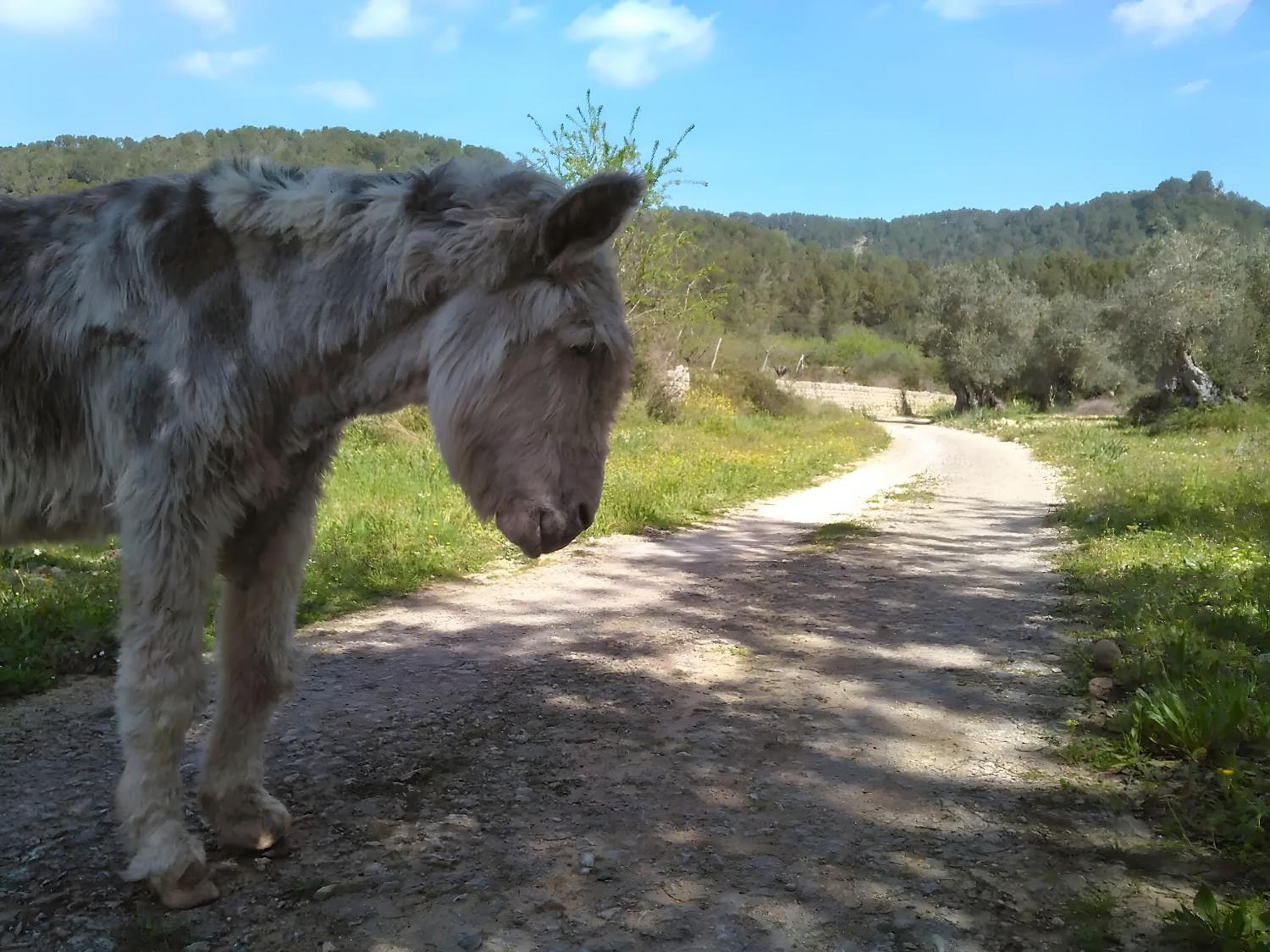 Son Burguet photo 3