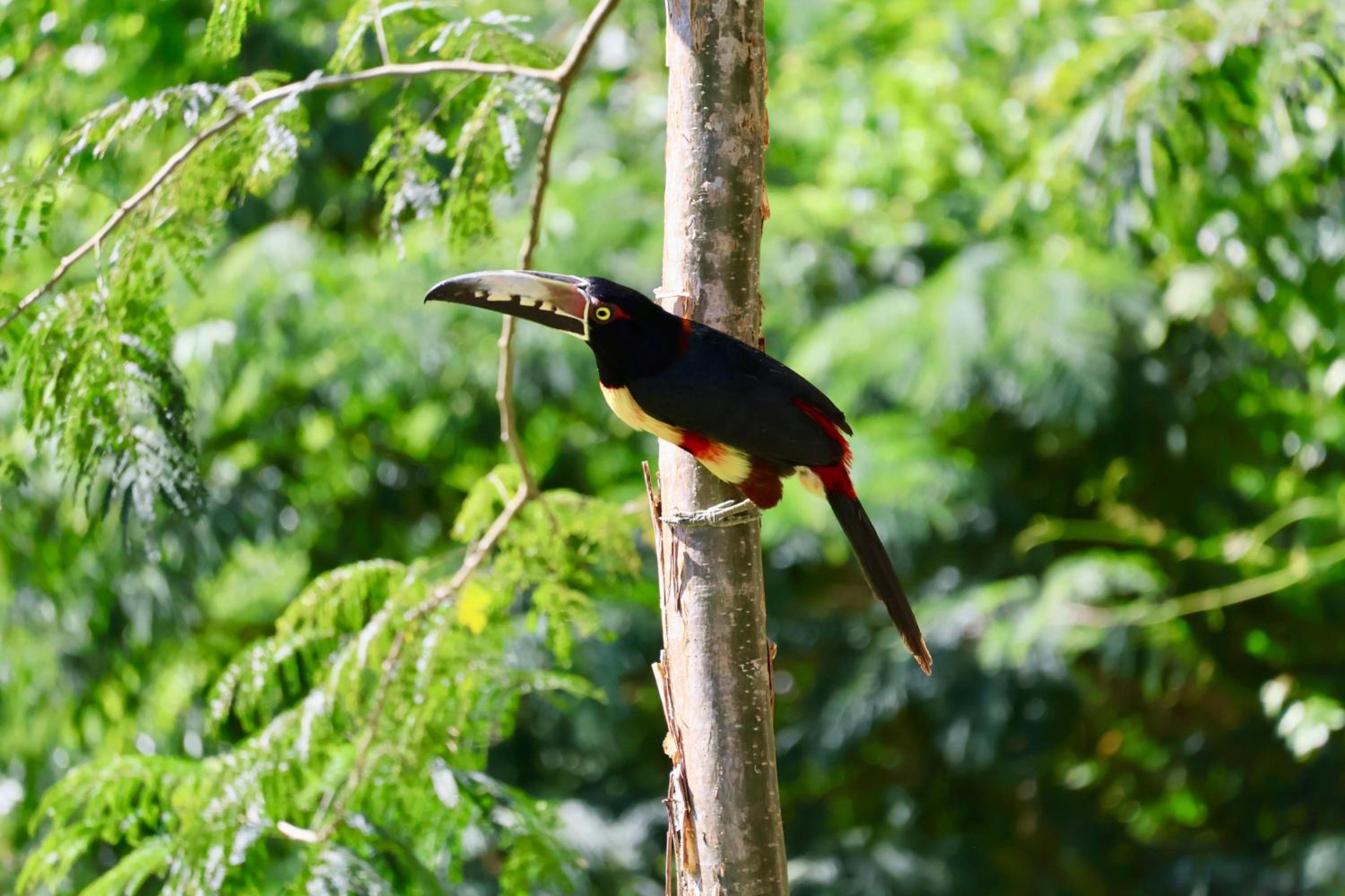 Belize Vacations - Villa Cayo - Property Image 19