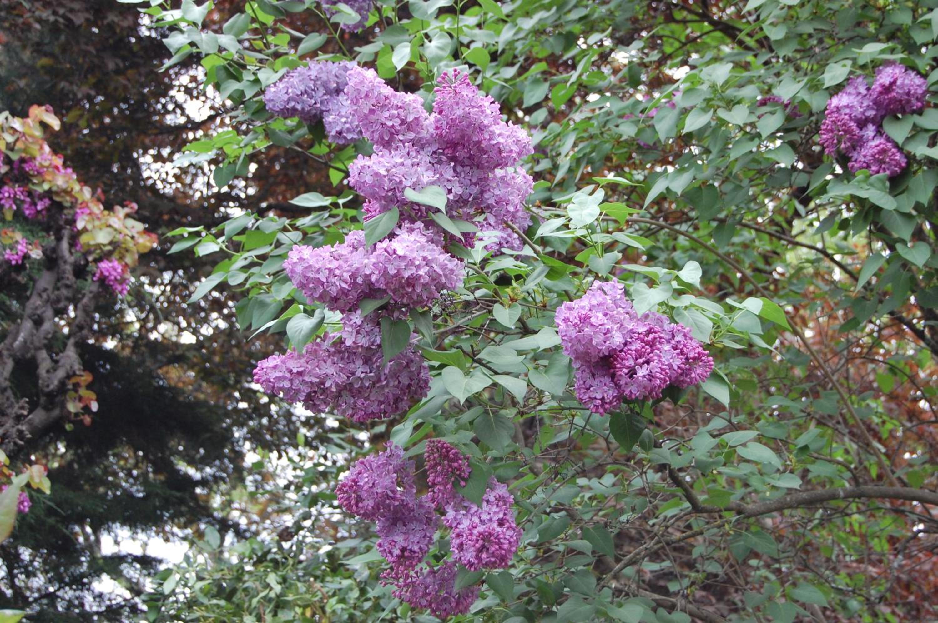 Photo 40