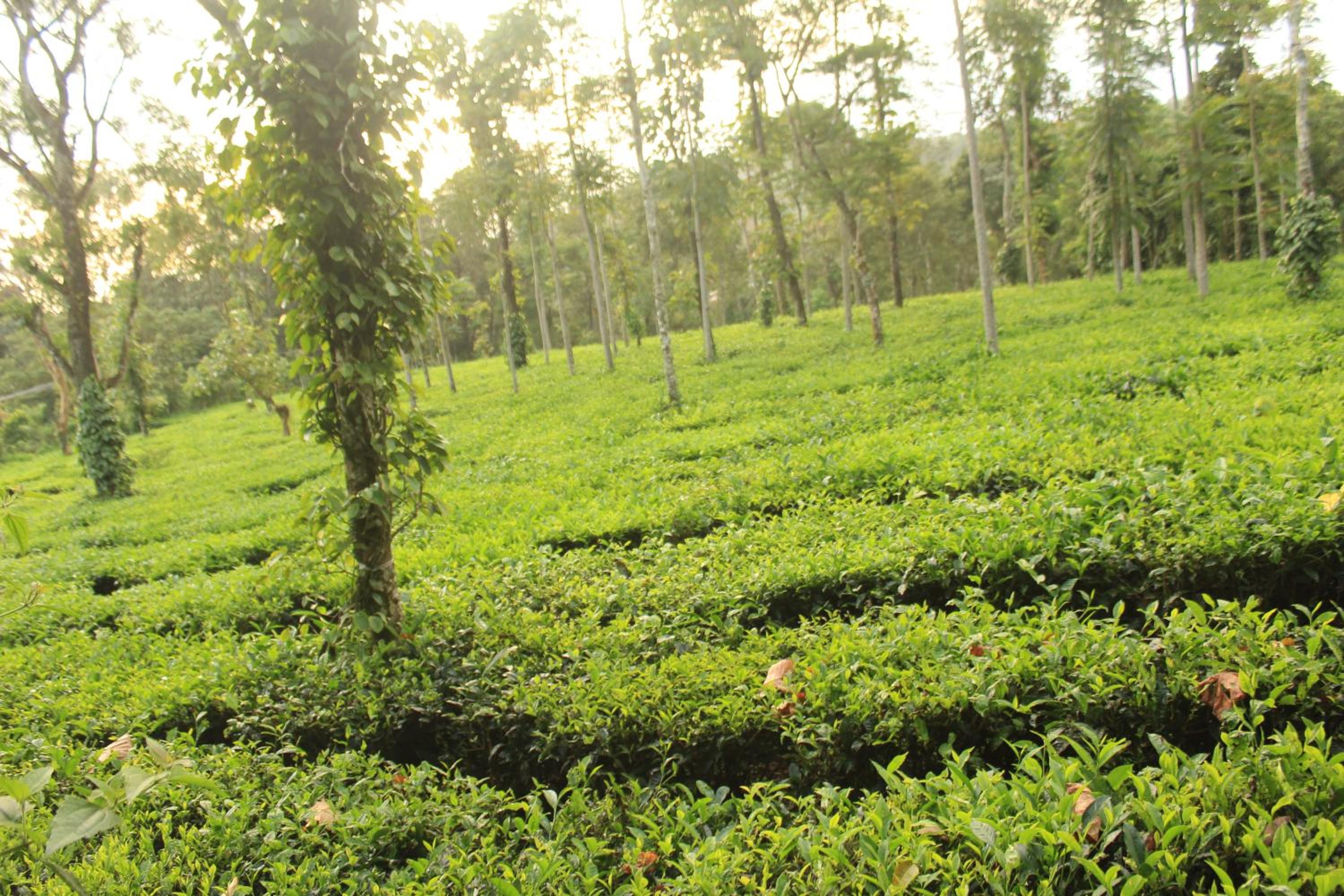 2BHK Homestay at Vagamon with Pool, Campfire and BBQ- Oakwood Oasis