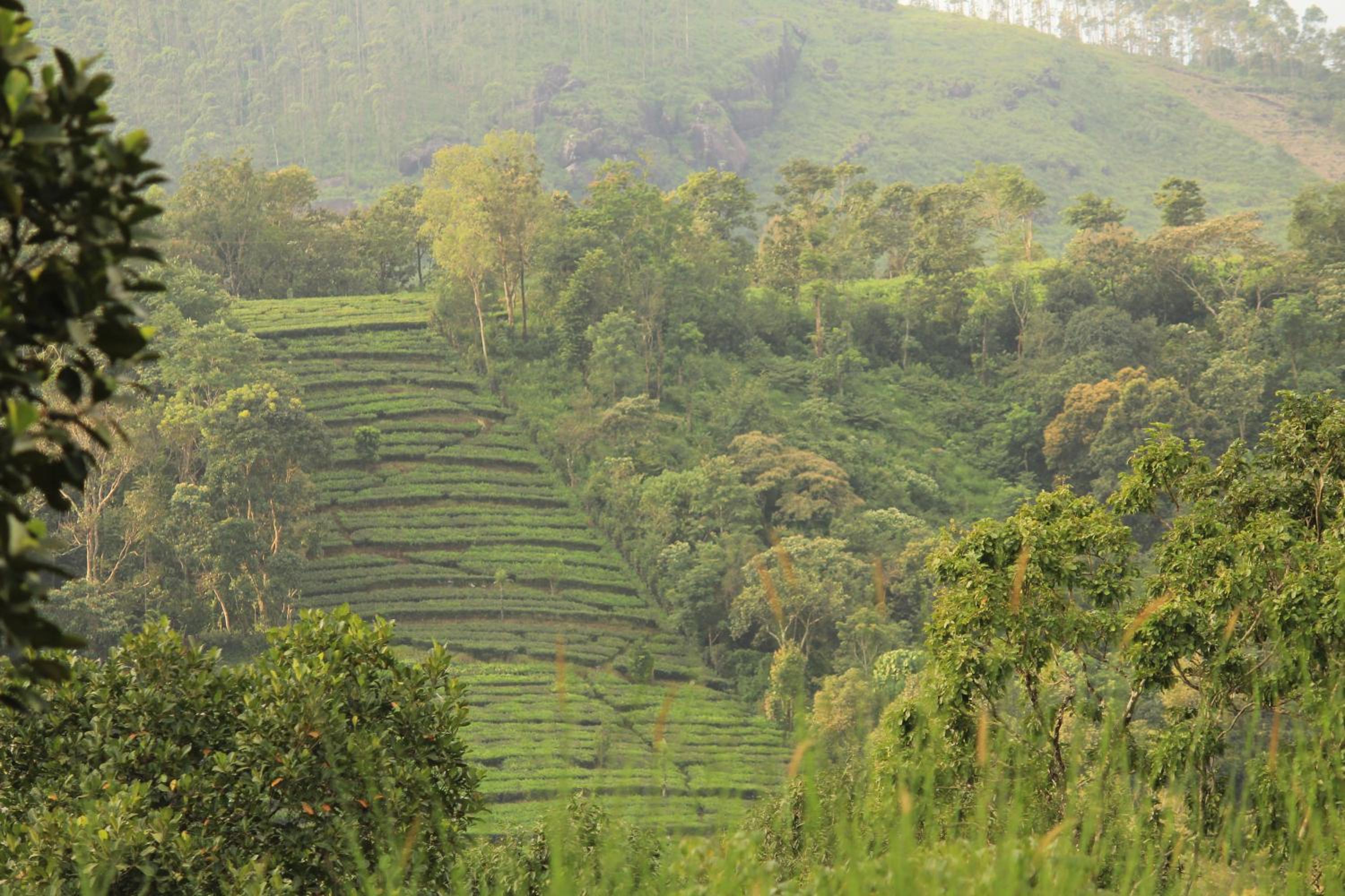 2BHK Homestay at Vagamon with Pool, Campfire and BBQ- Oakwood Oasis
