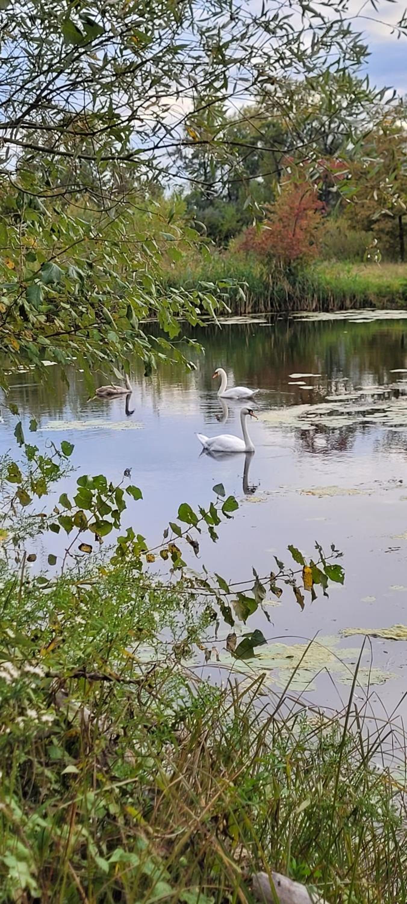 Domek Manipura-ogród,spokój,natura