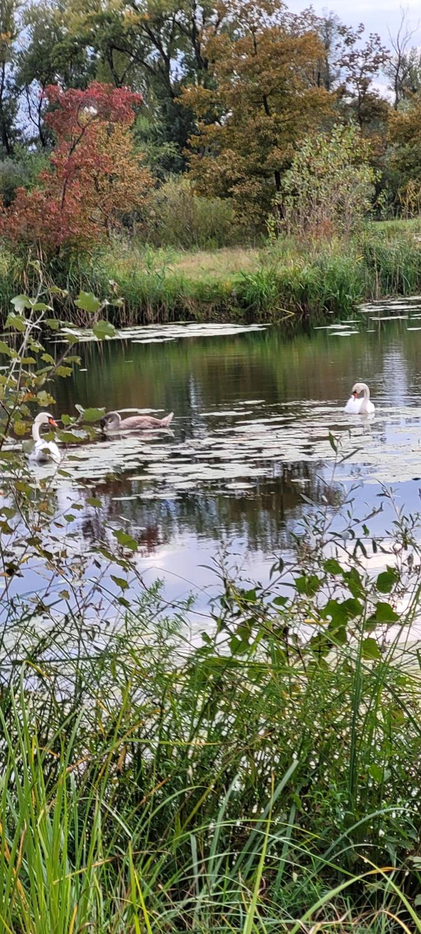 Domek Manipura-ogród,spokój,natura
