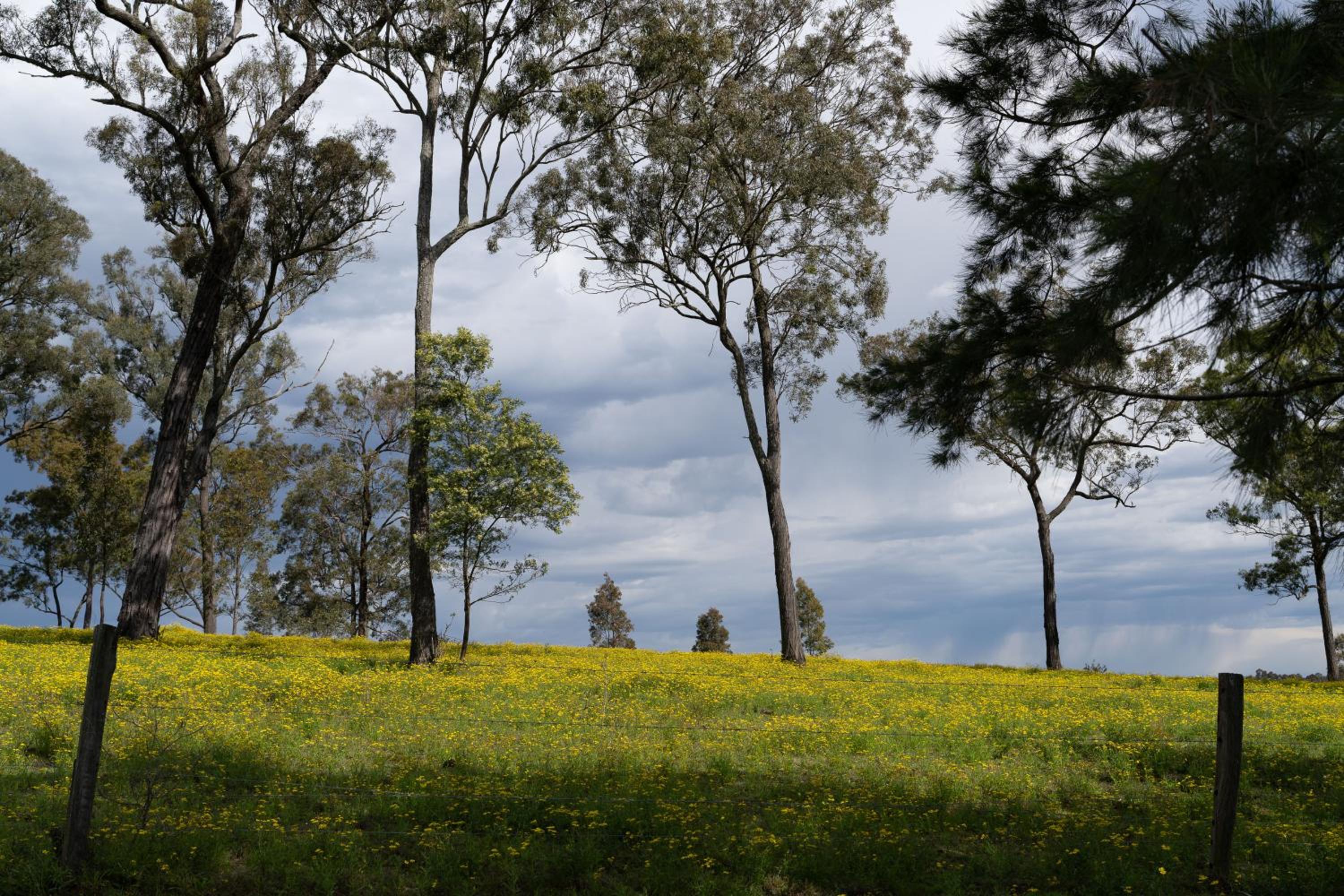 Family Camping Paradise with Kangaroos and Nature