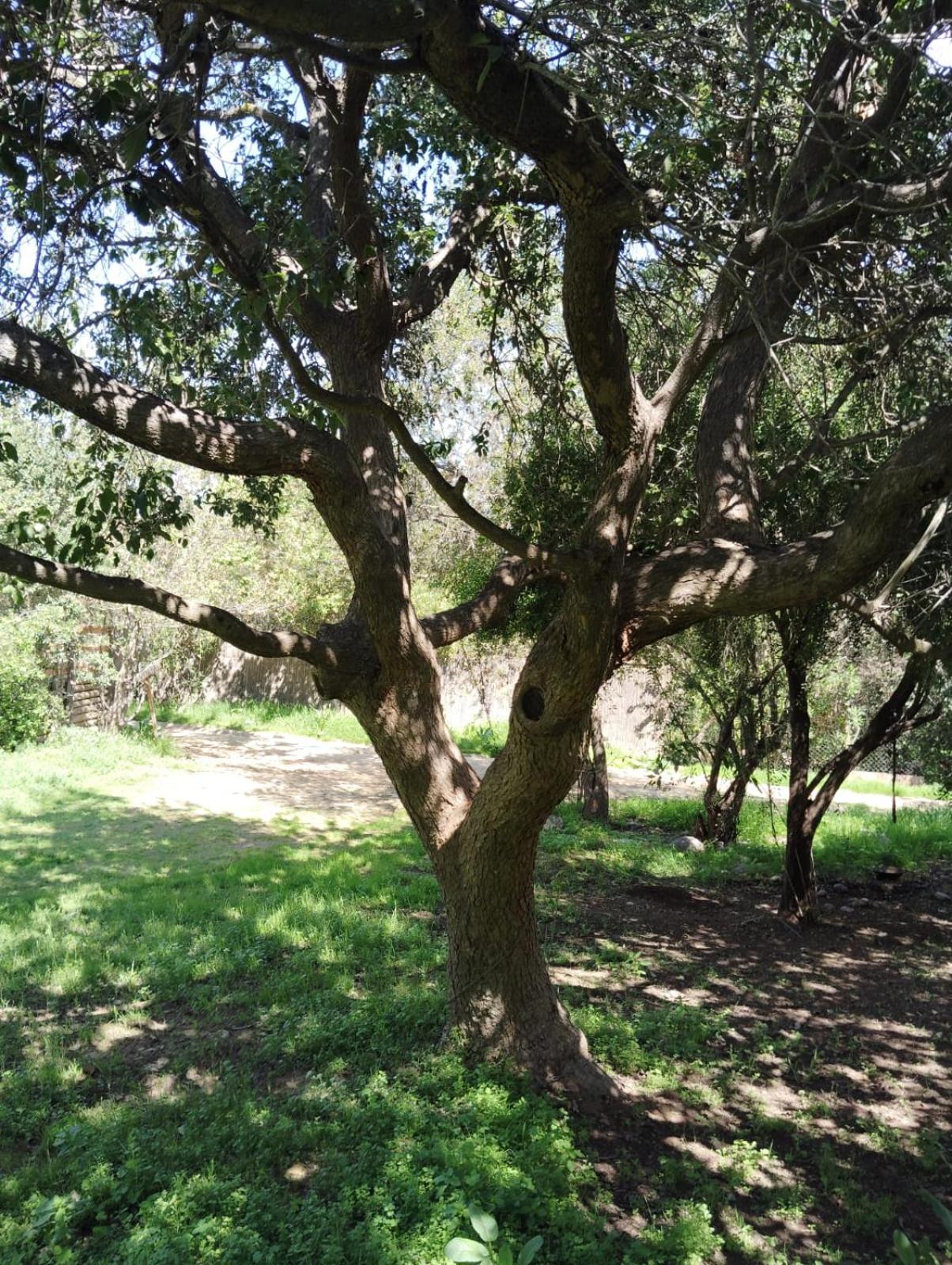 casa de campo Olmué