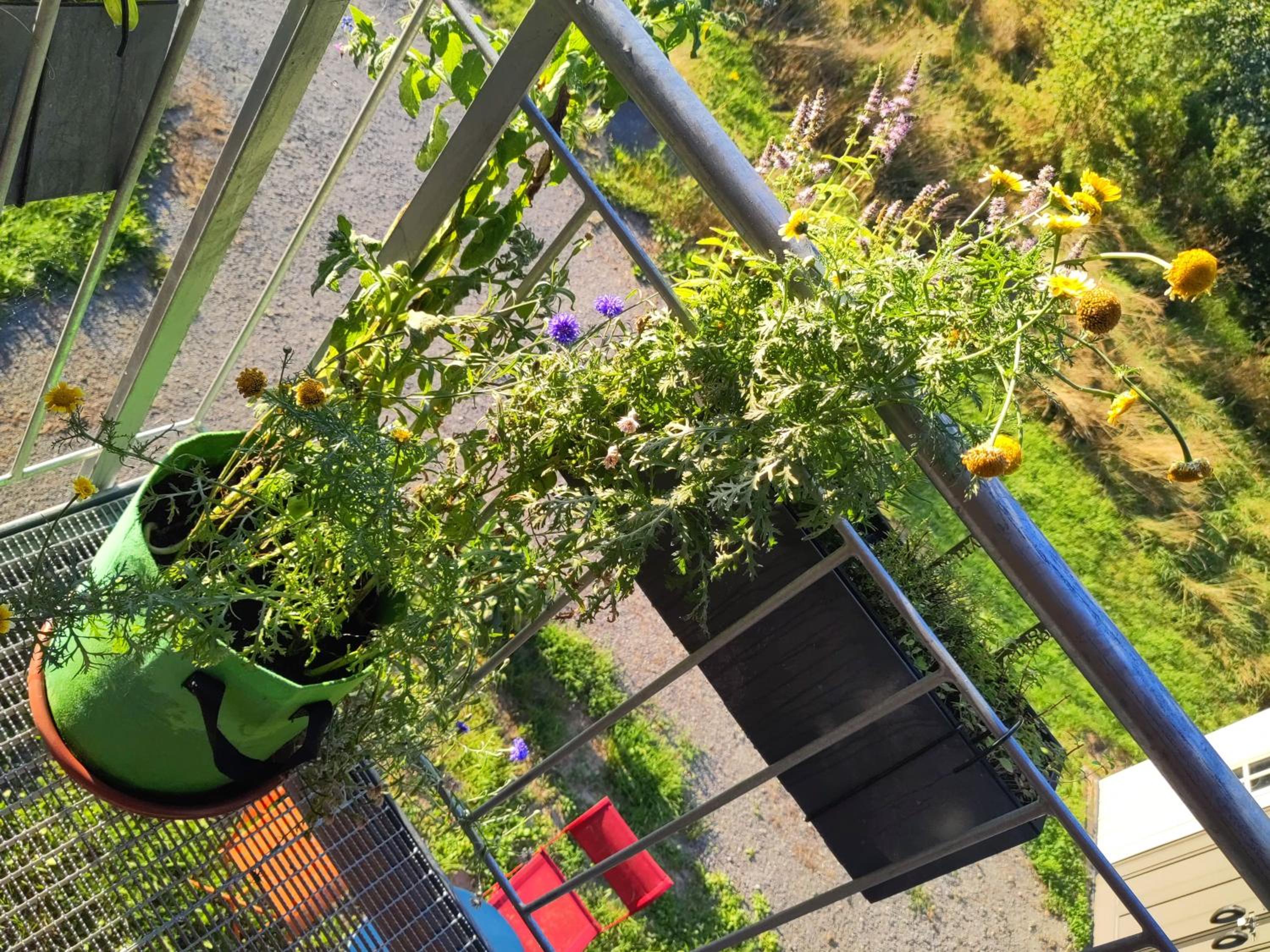 Benny's Worpsweder Glück