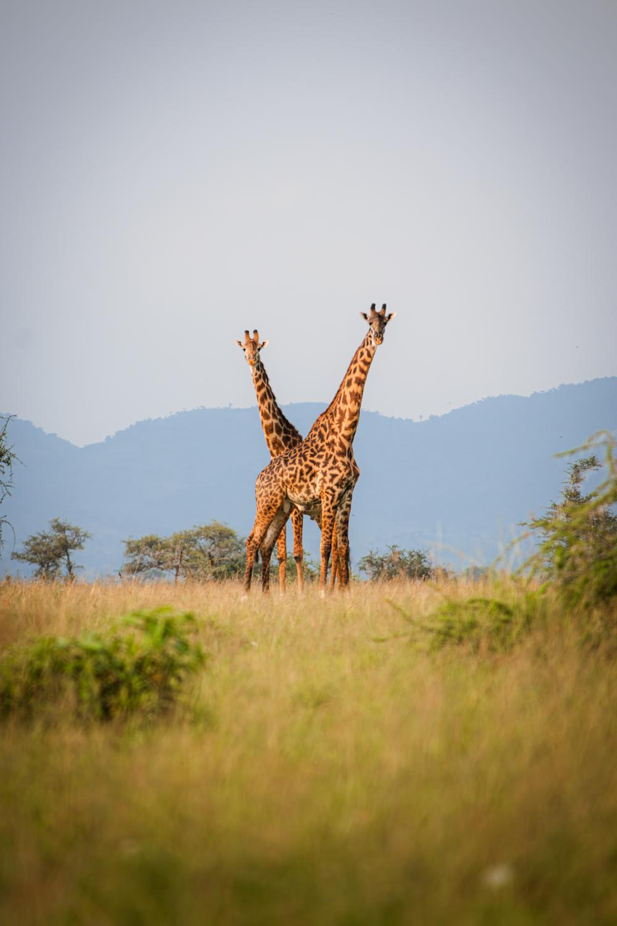 Kuoom Serengeti