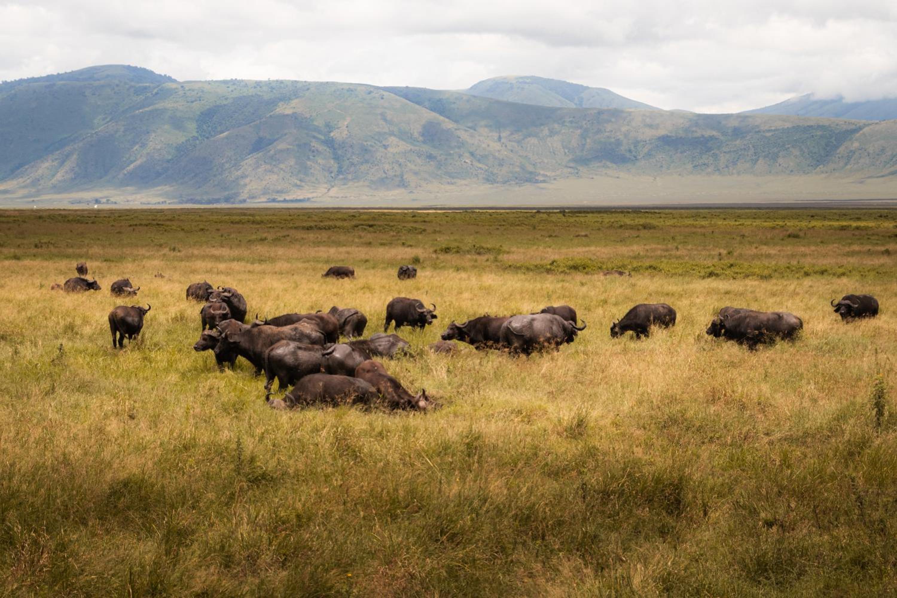 Kuoom Serengeti